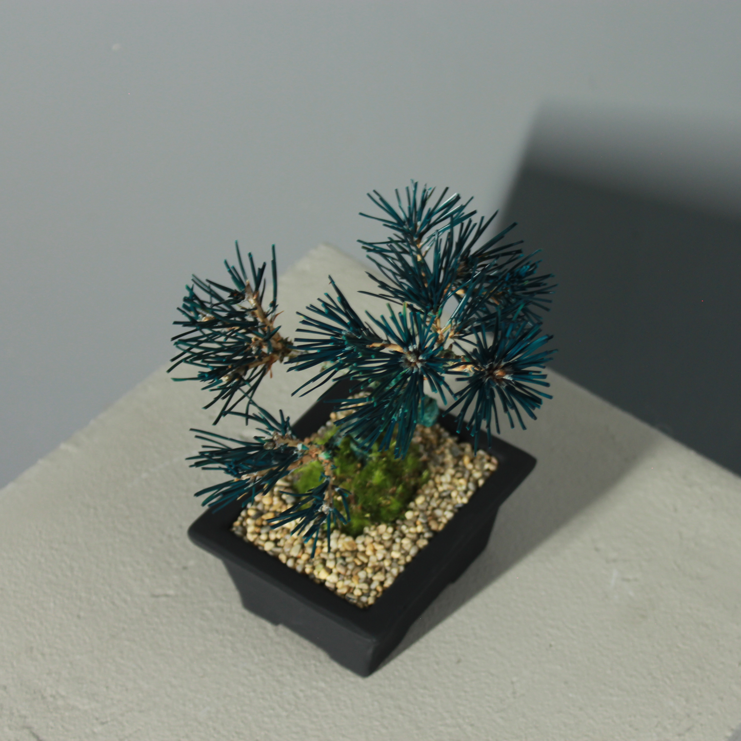 Tokocie BONSAI 黒松