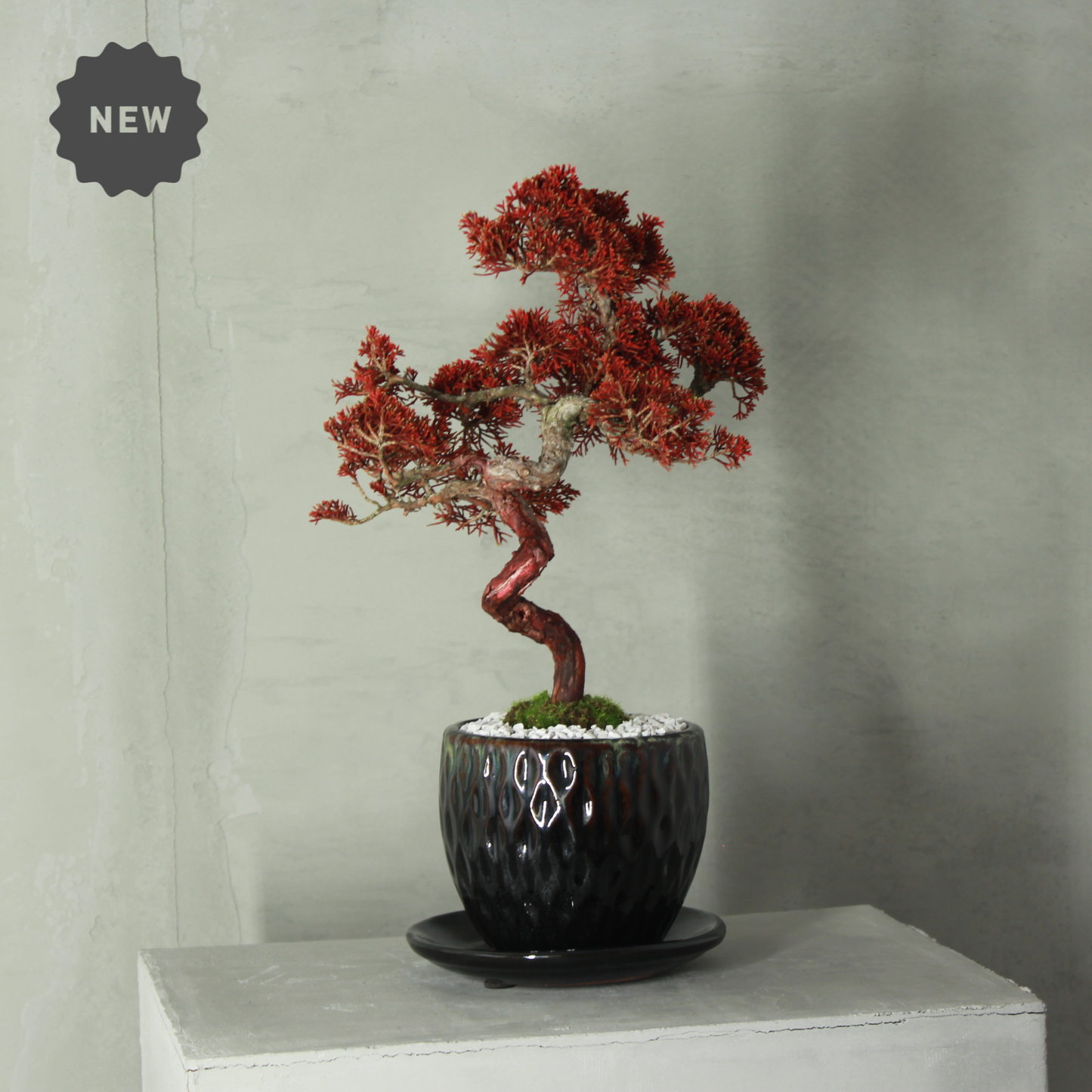 Tokocie BONSAI Premium 真柏