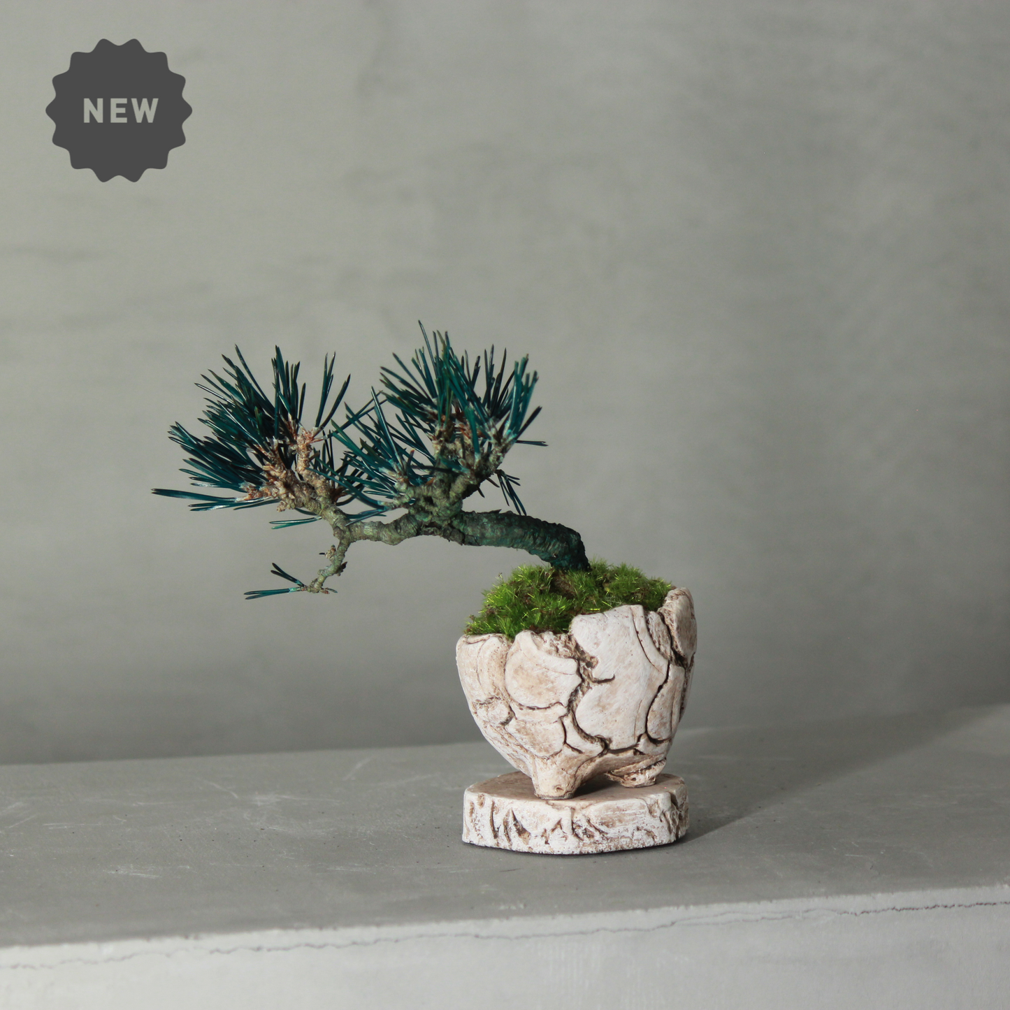 Tokocie BONSAI mini 黒松