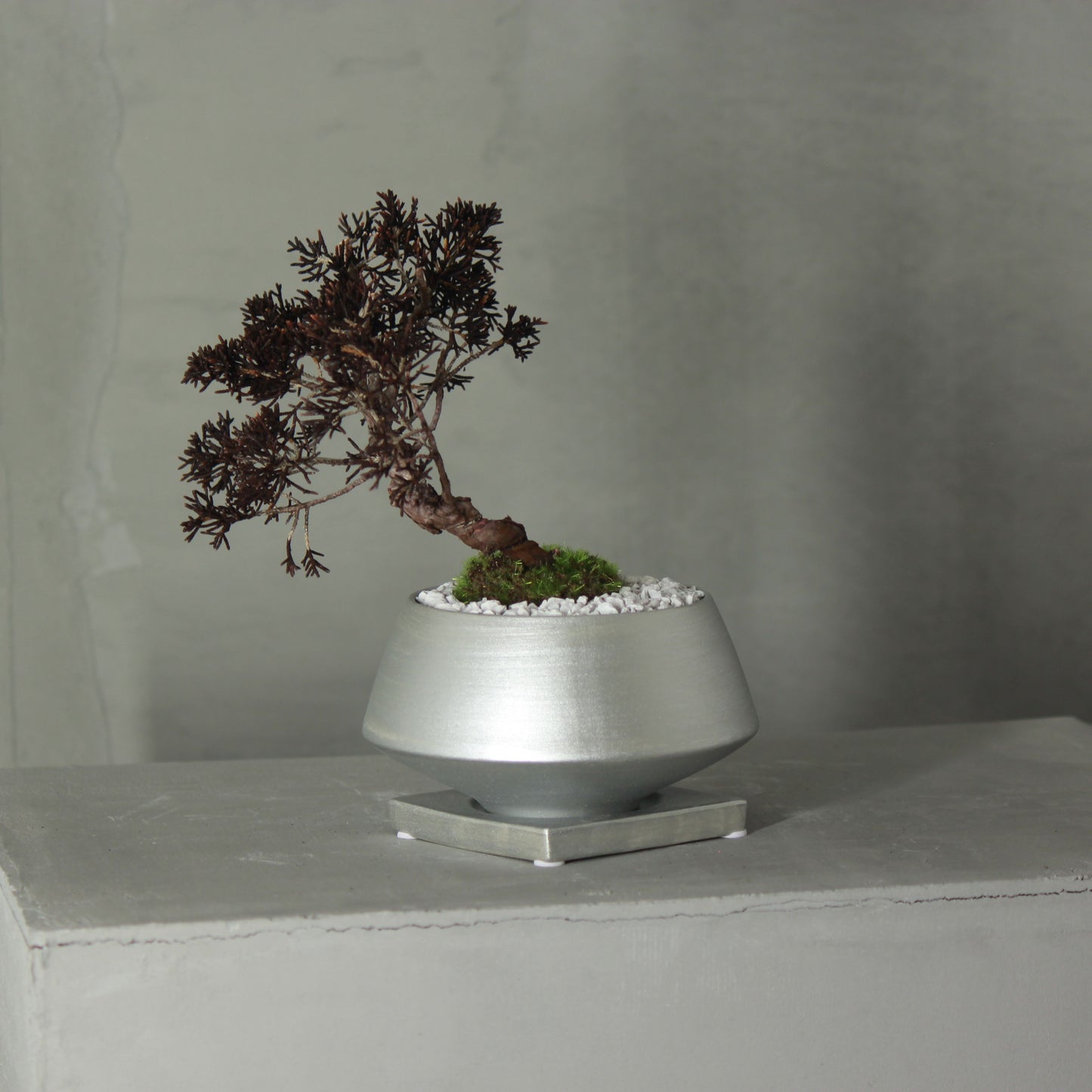 Tokocie BONSAI 真柏