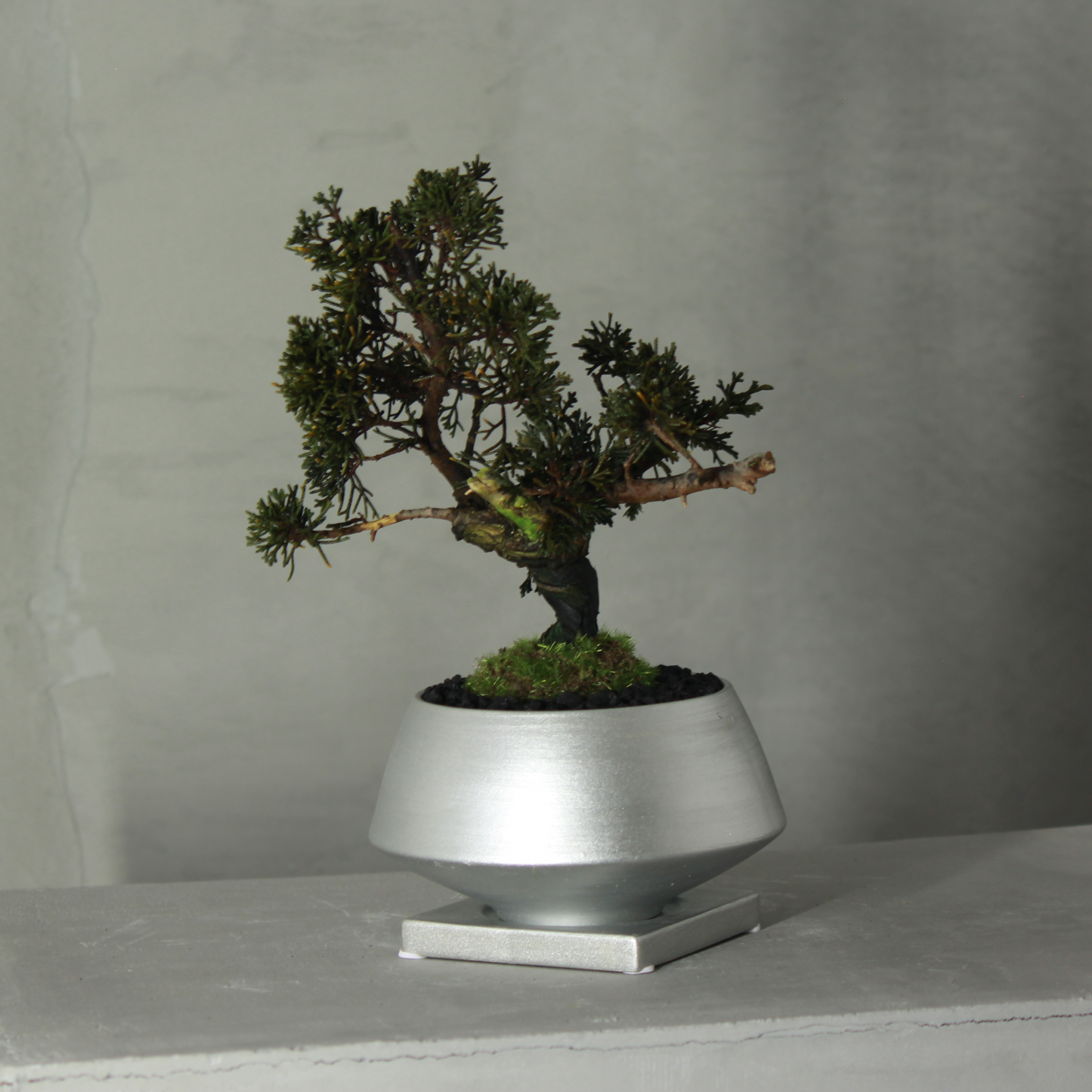 Tokocie BONSAI 真柏