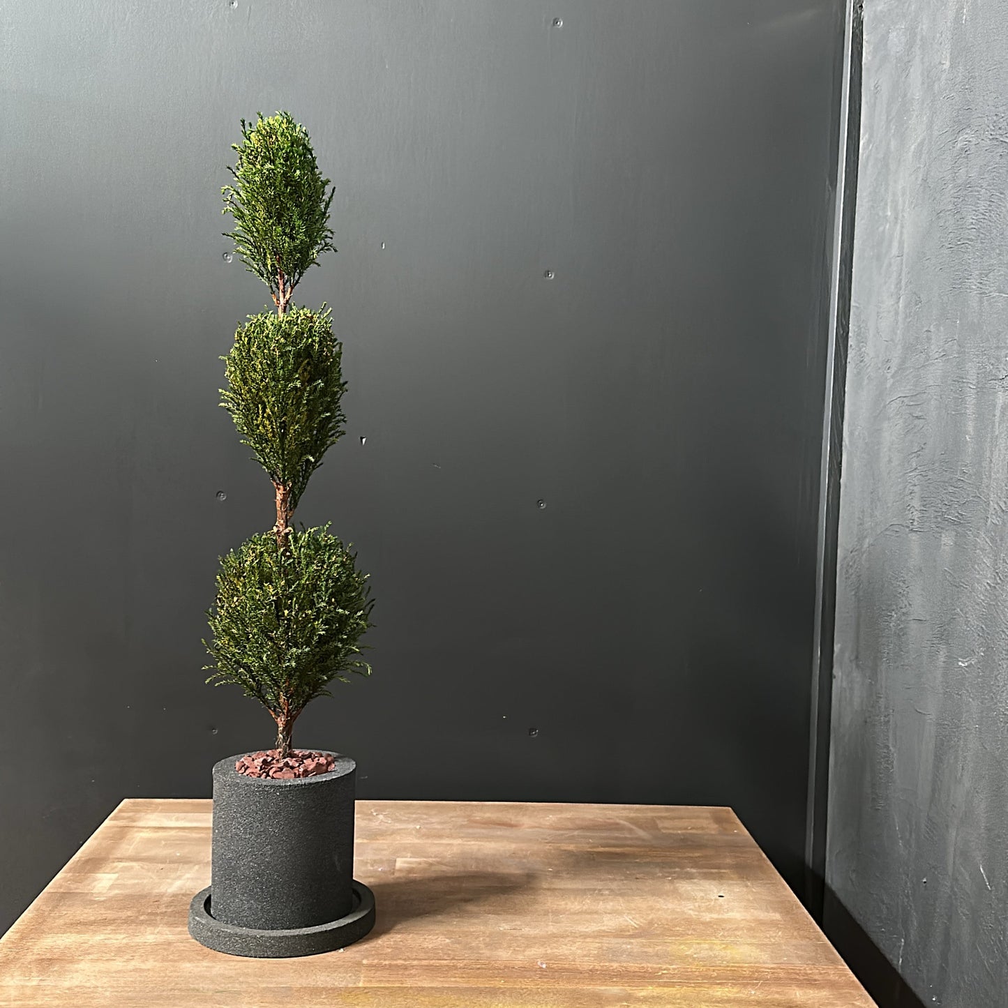 Conifer select  ゴールドクレスト タマ グリーン