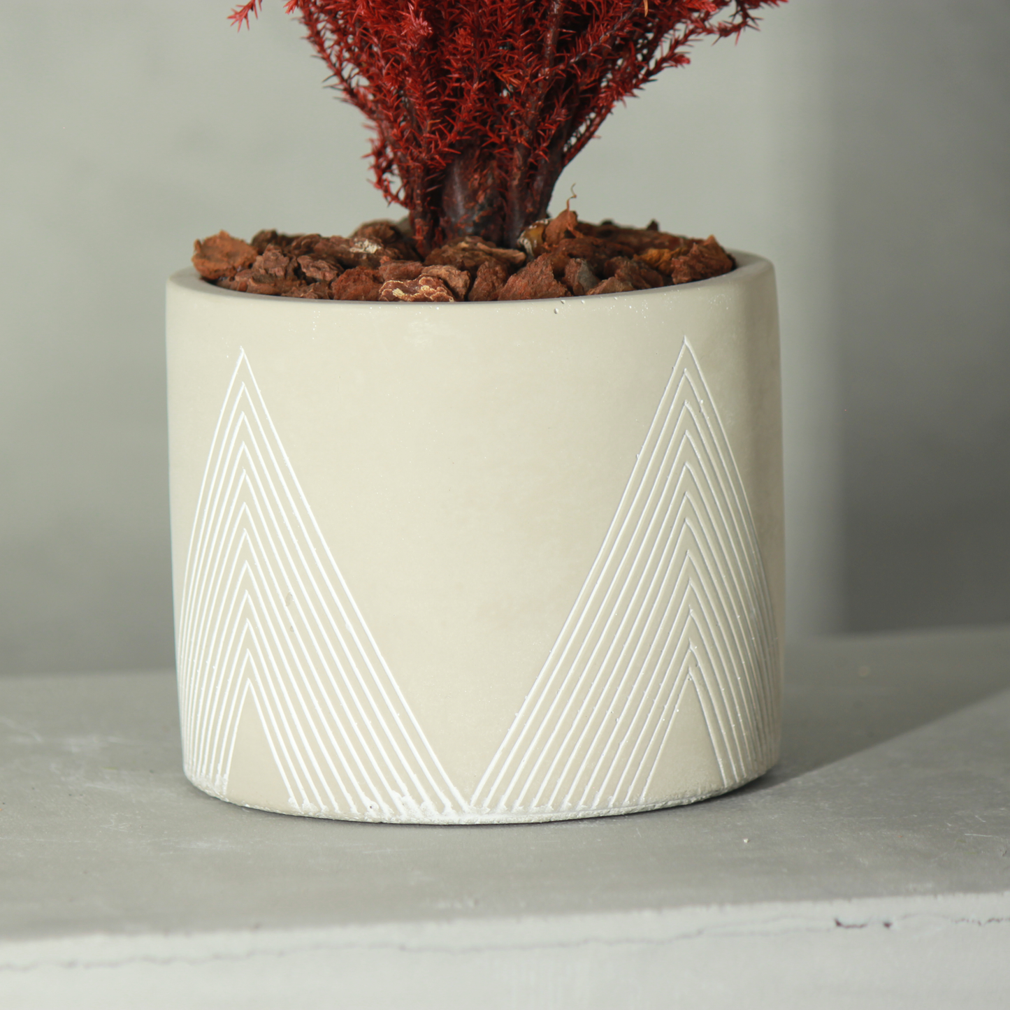 Conifer select ゴールドクレスト レッド