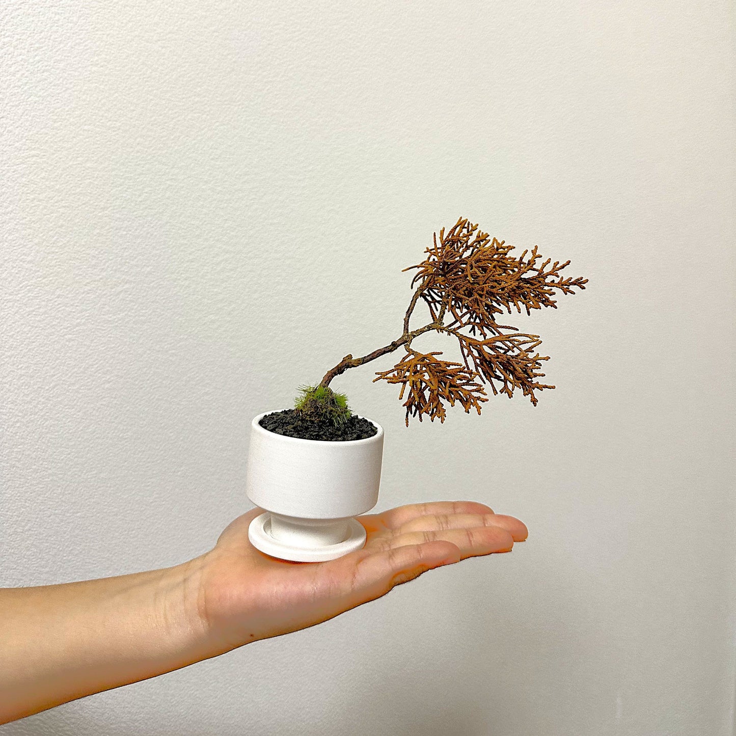 Tokocie BONSAI mini Branch 真柏