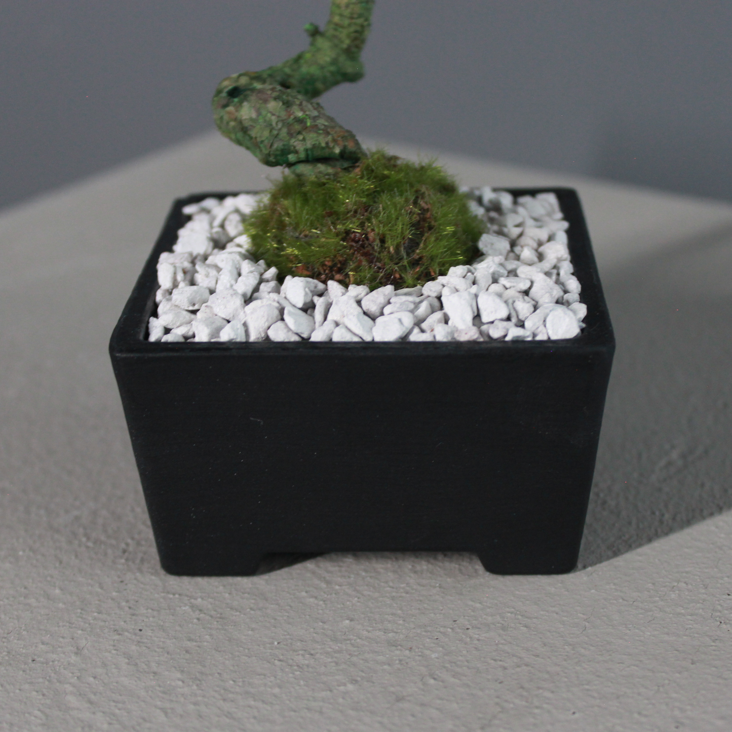 Tokocie BONSAI 黒松