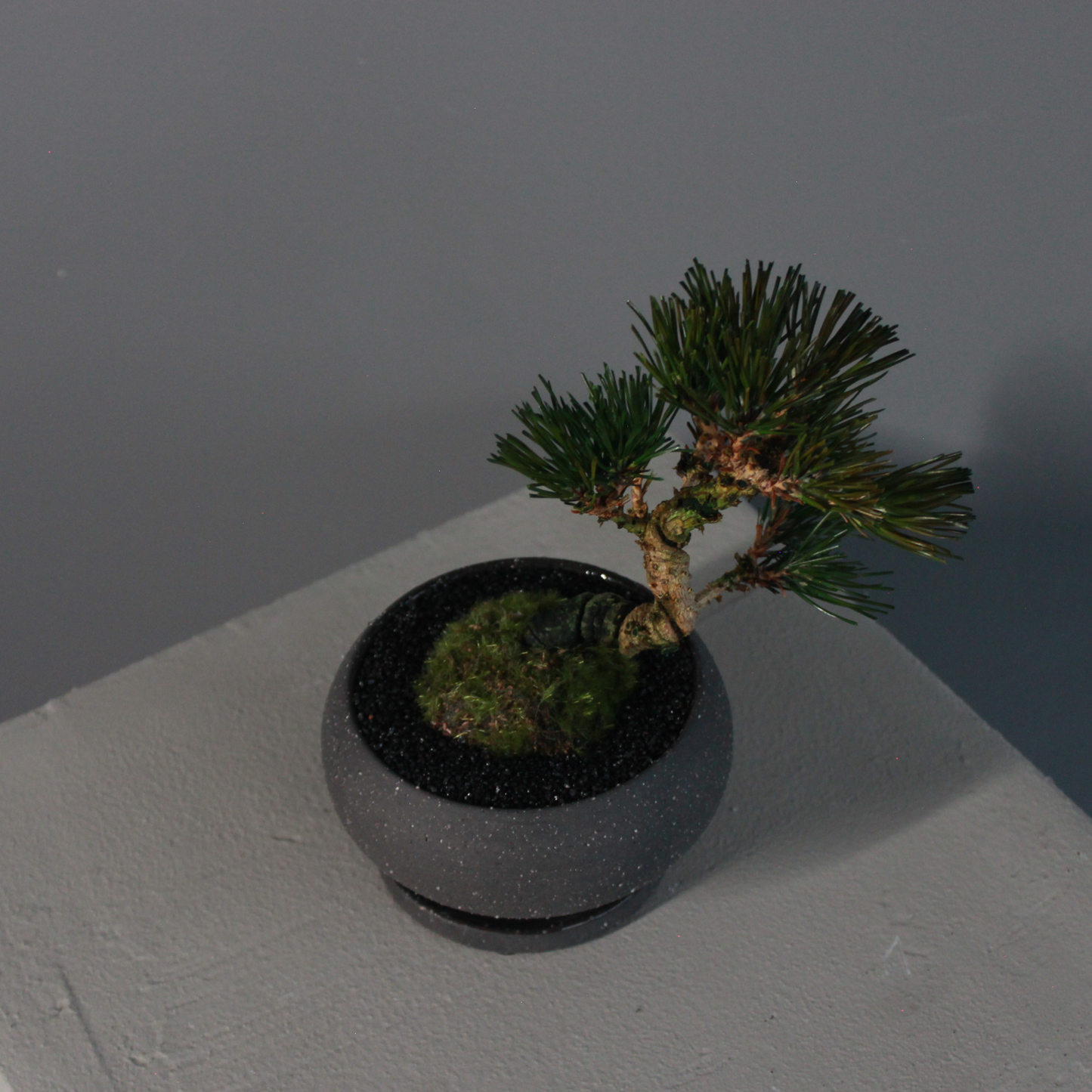 Tokocie BONSAI 黒松