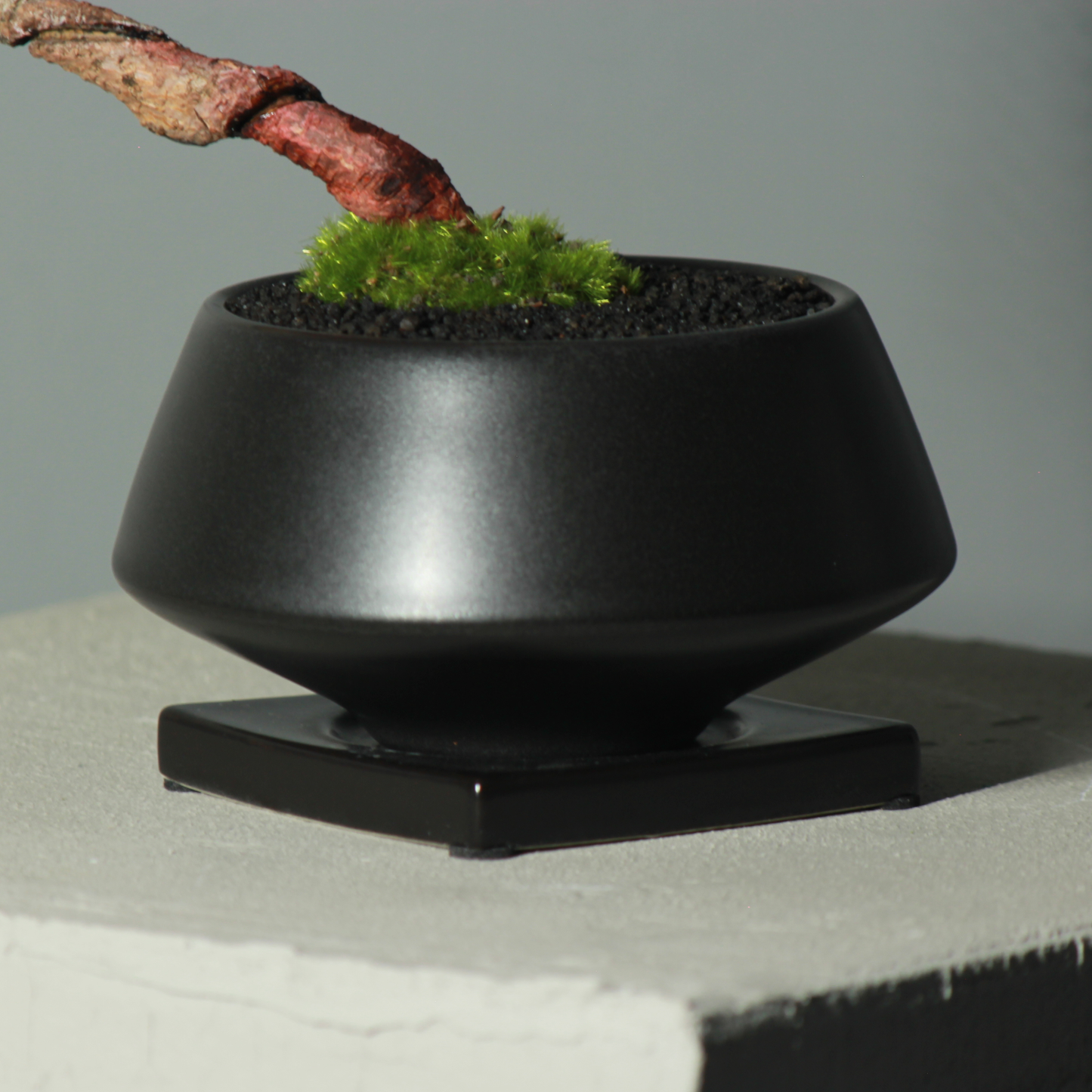 Tokocie BONSAI 黒松