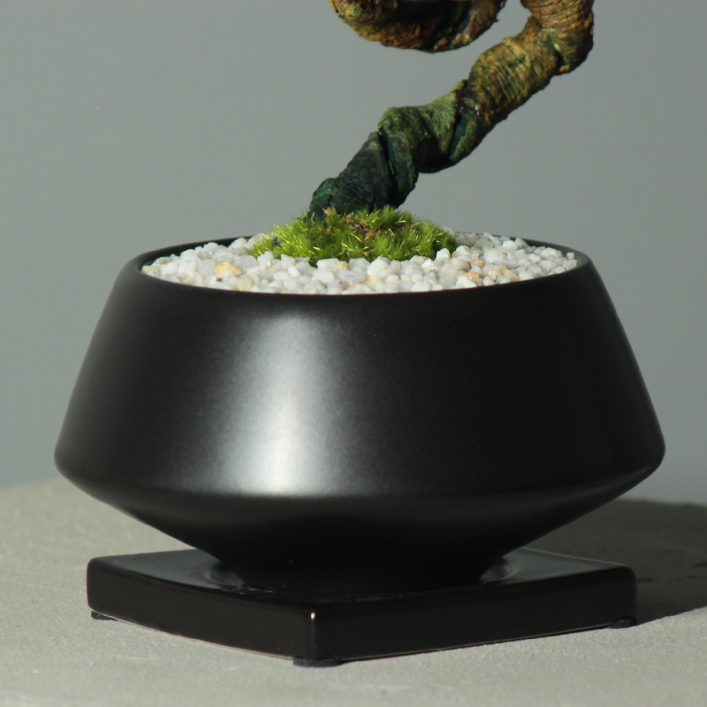 Tokocie BONSAI 黒松