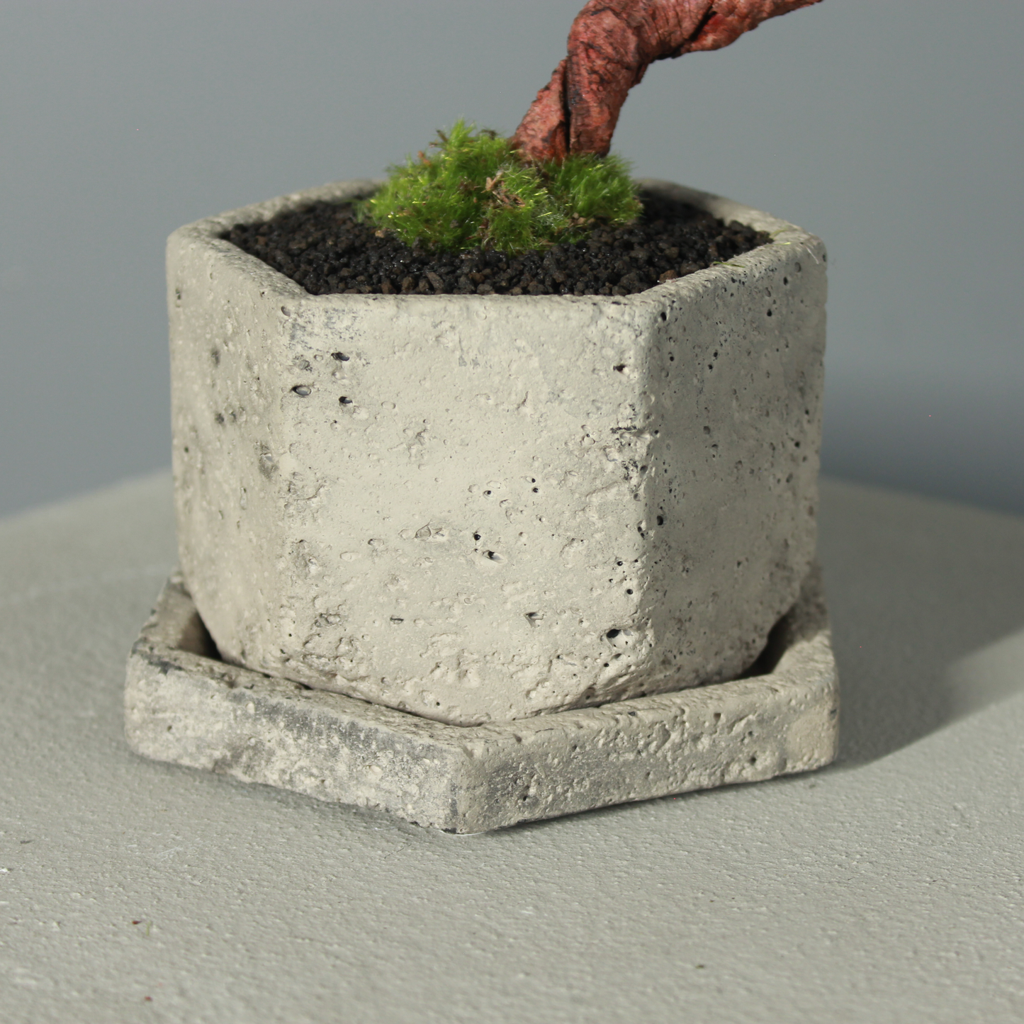 Tokocie BONSAI 黒松