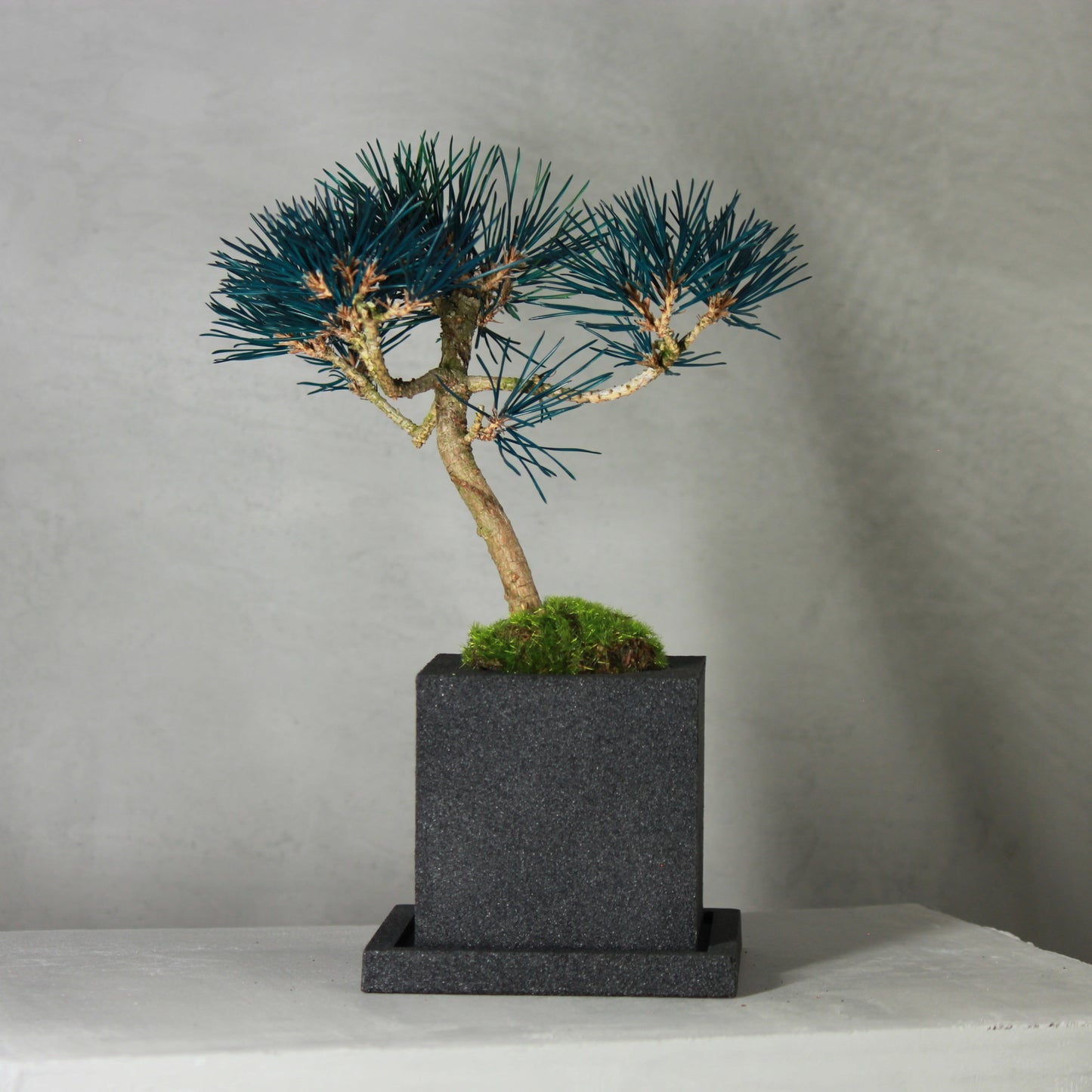 Tokocie BONSAI 黒松