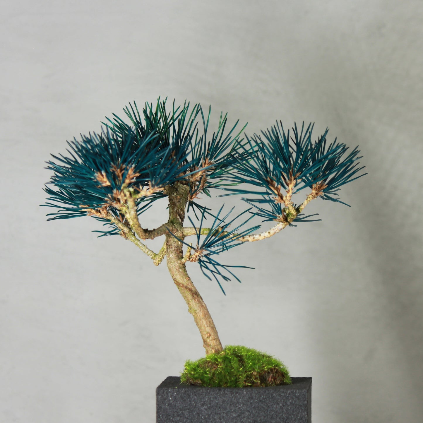 Tokocie BONSAI 黒松