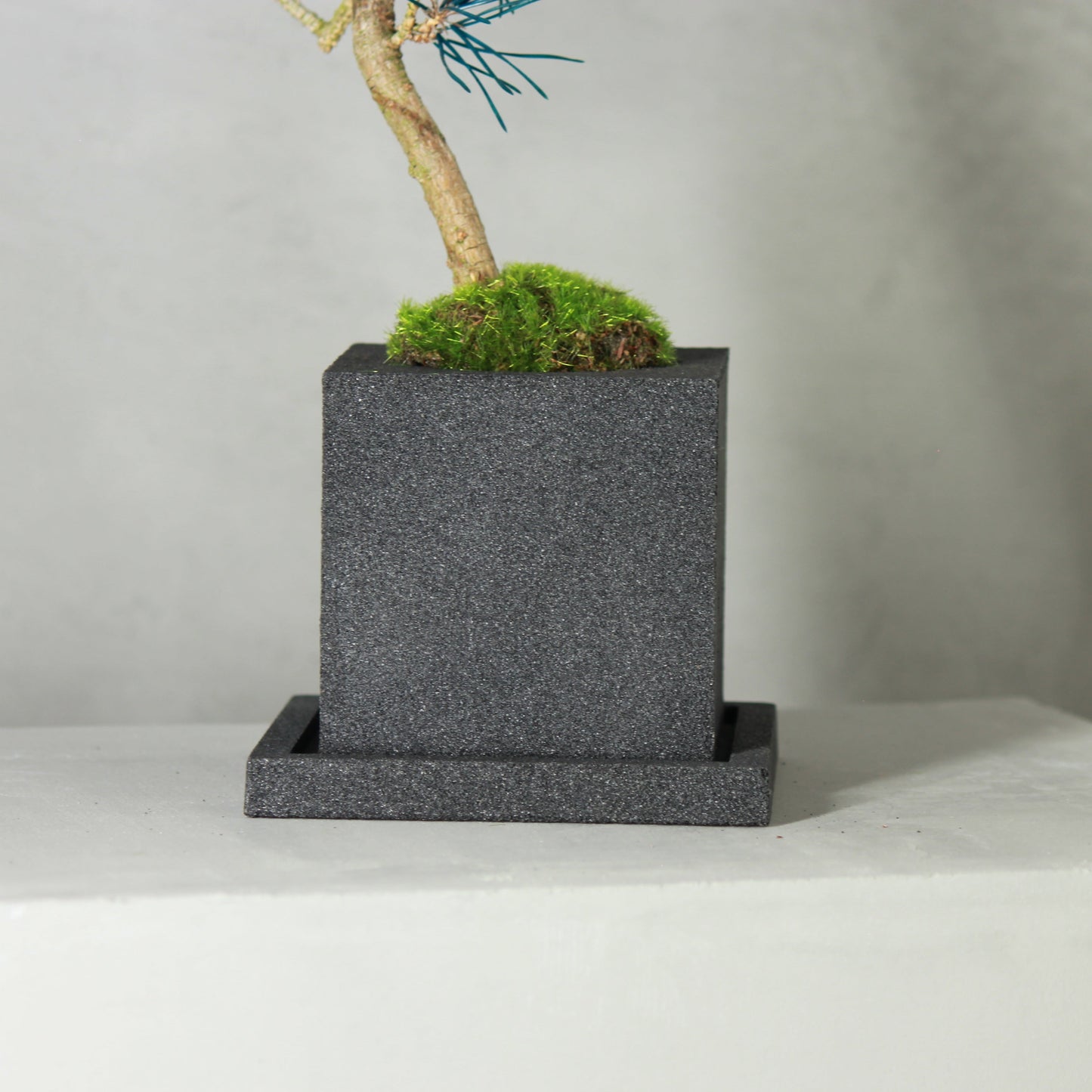 Tokocie BONSAI 黒松