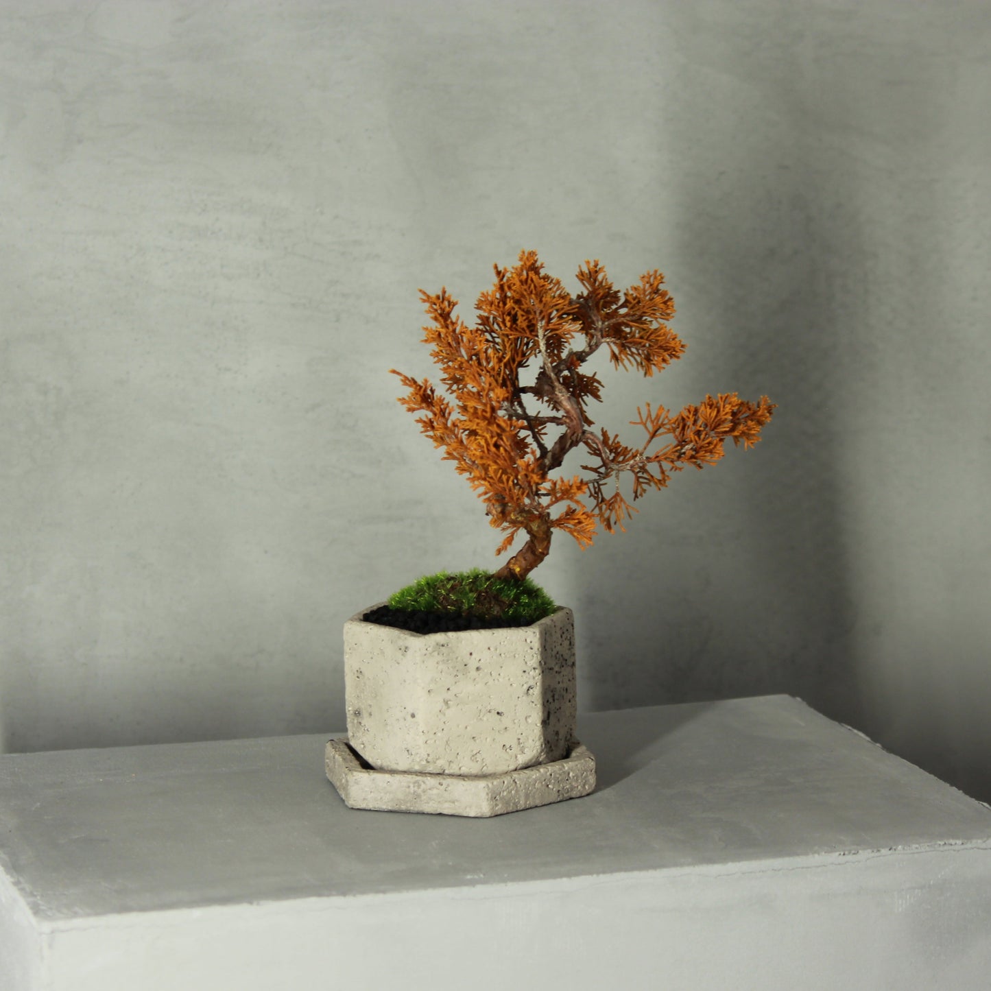 Tokocie BONSAI 真柏
