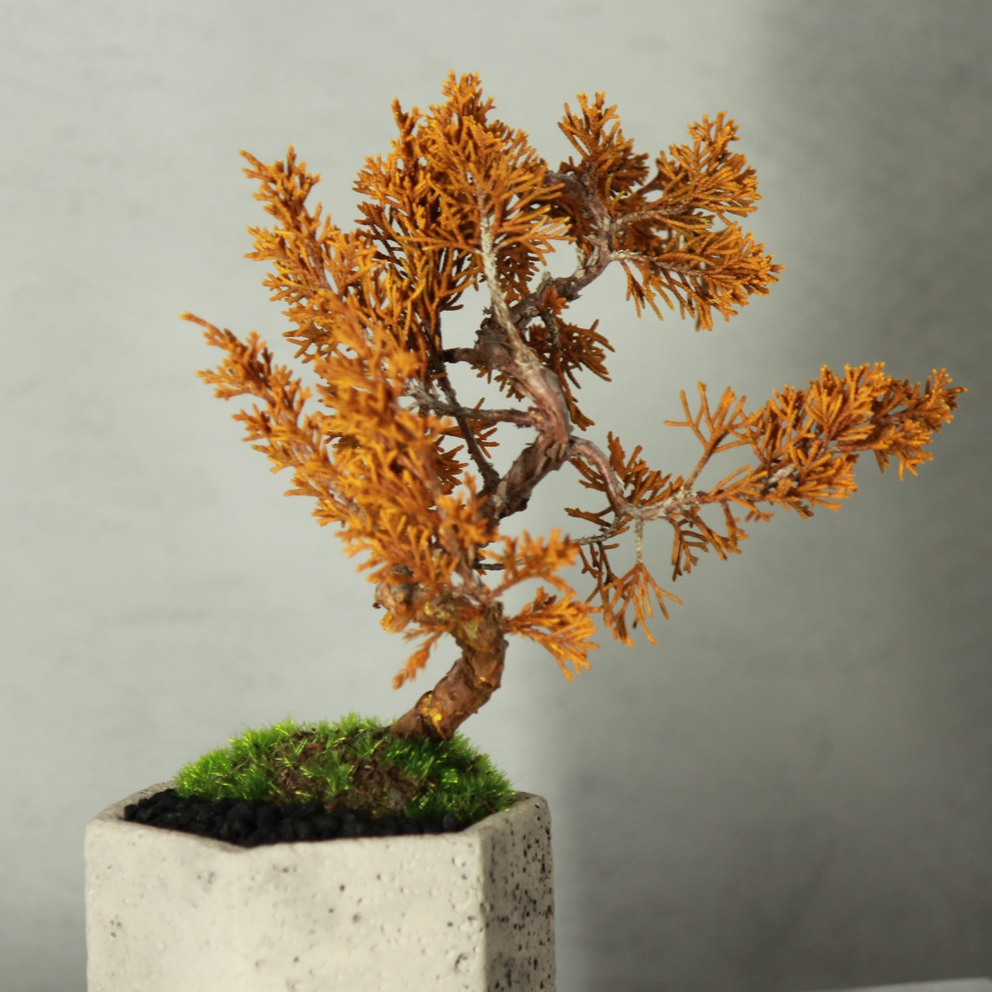 Tokocie BONSAI 真柏