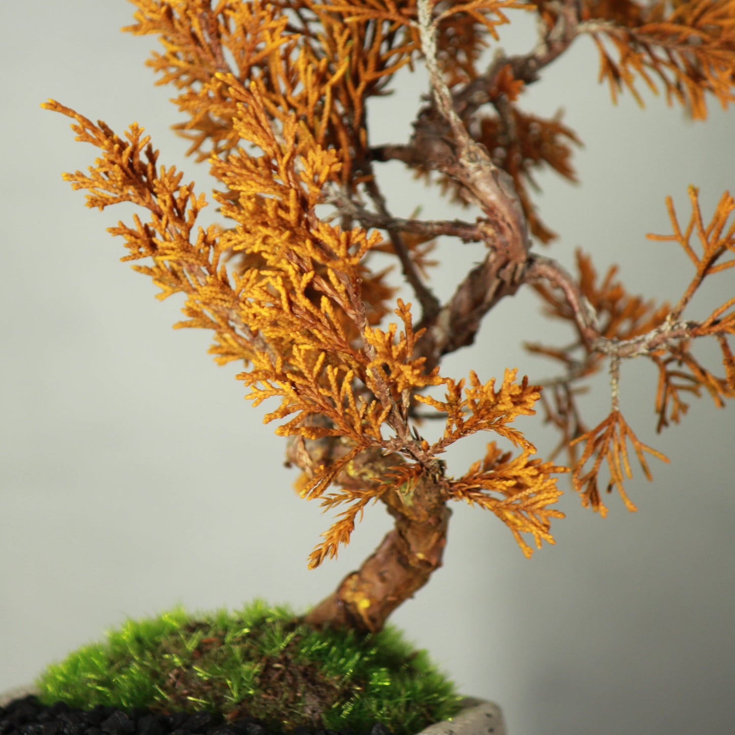 Tokocie BONSAI 真柏