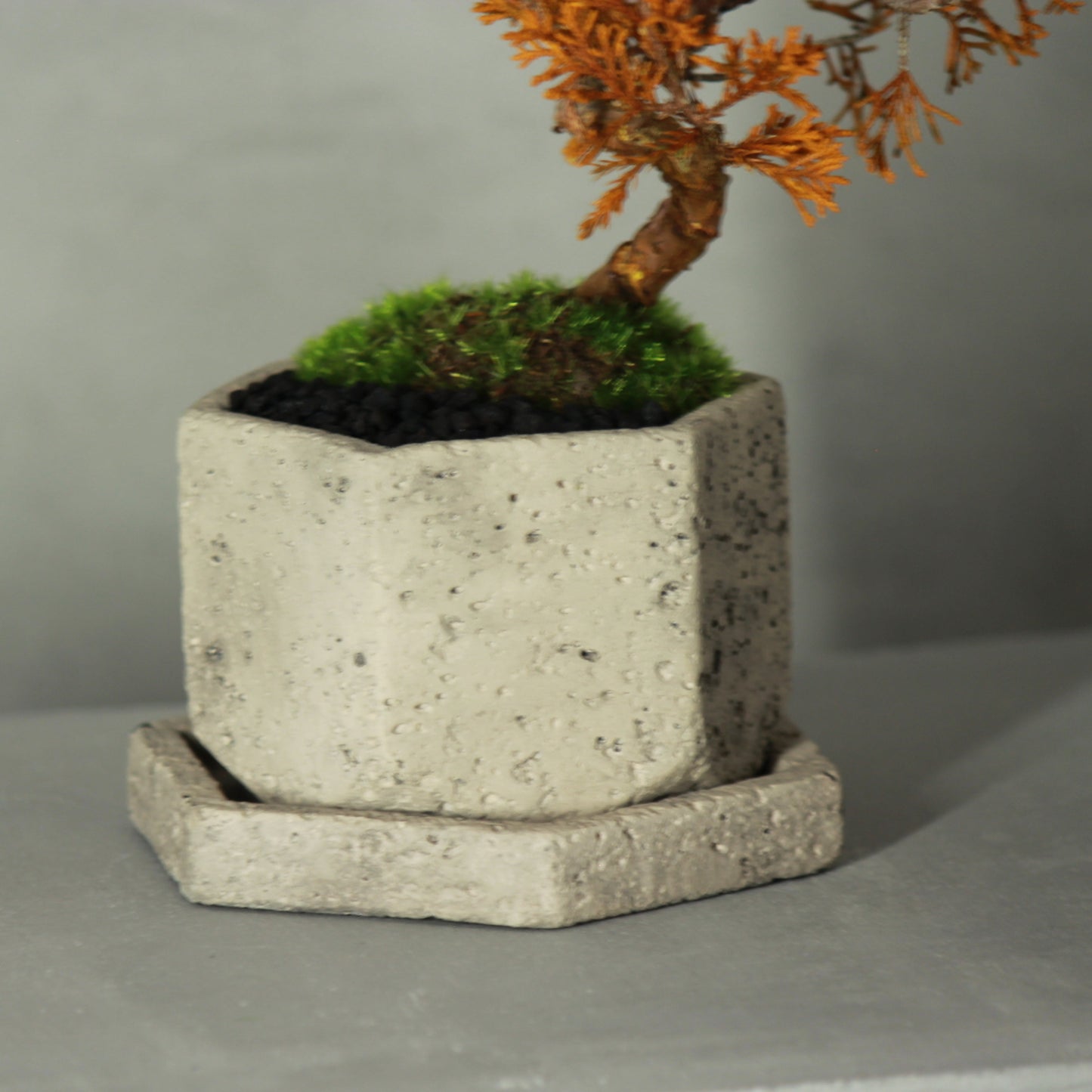 Tokocie BONSAI 真柏