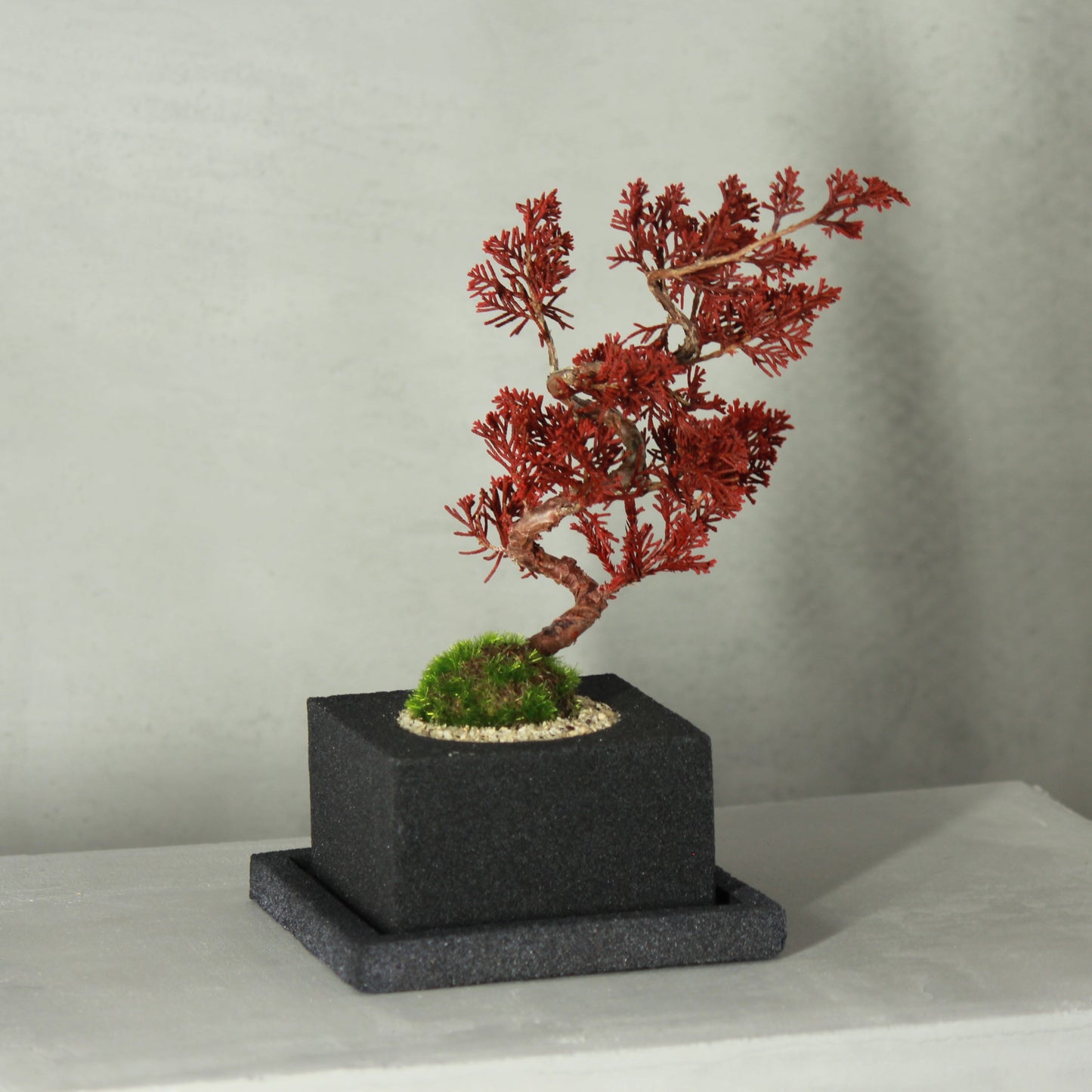 Tokocie BONSAI 真柏