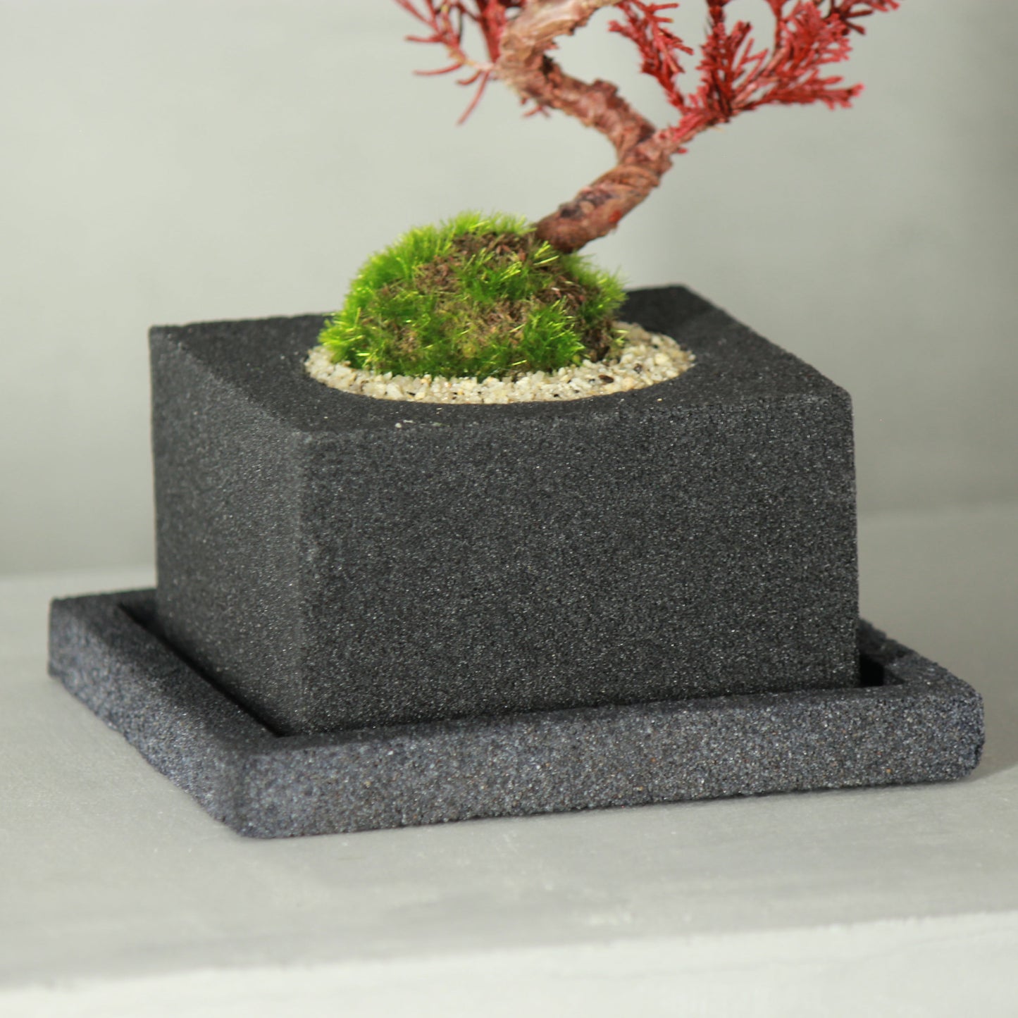 Tokocie BONSAI 真柏