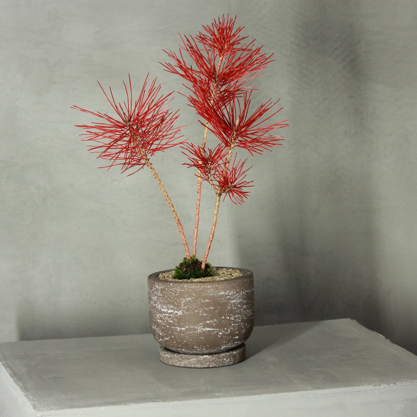 Tokocie BONSAI 黒松