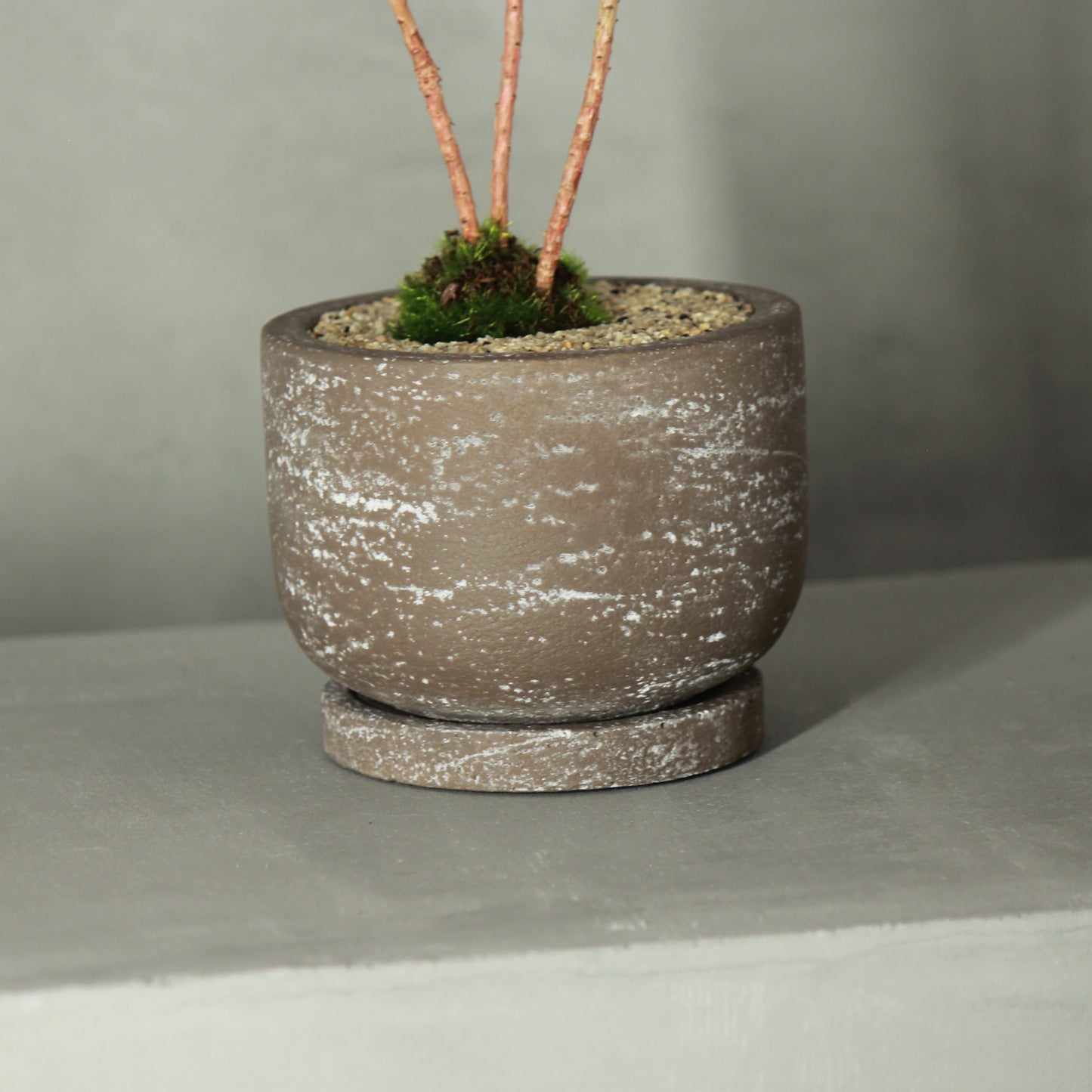 Tokocie BONSAI 黒松