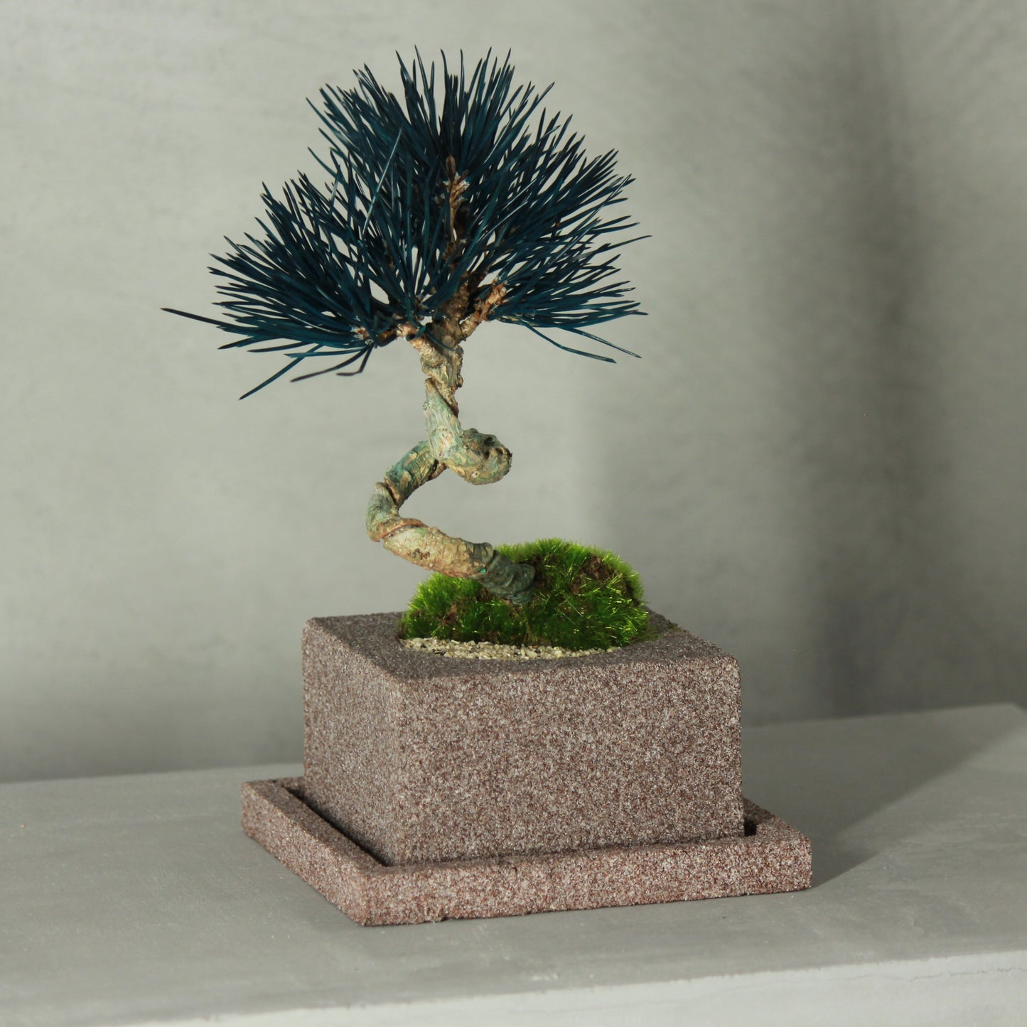 Tokocie BONSAI 黒松