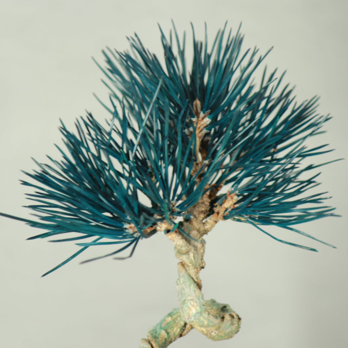 Tokocie BONSAI 黒松