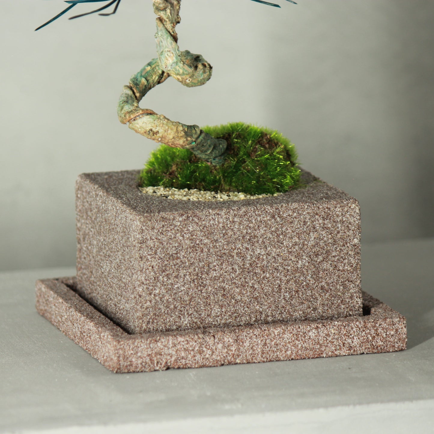 Tokocie BONSAI 黒松