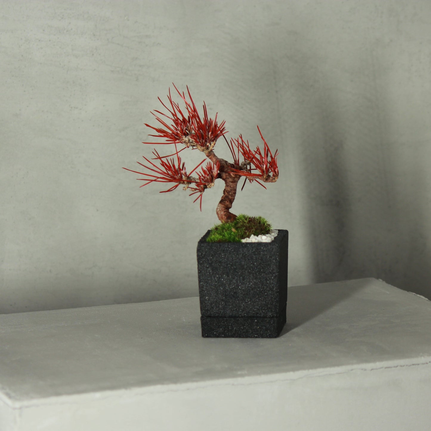 Tokocie BONSAI mini 黒松