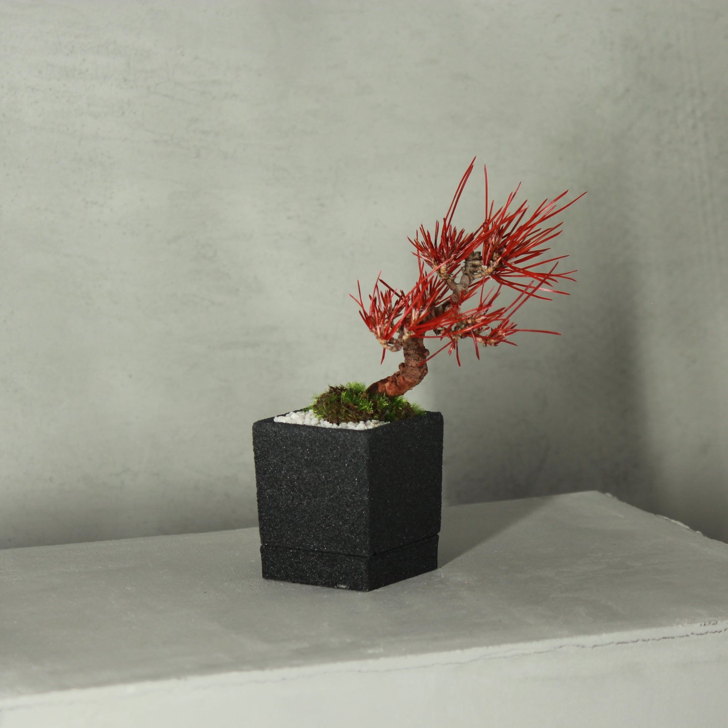 Tokocie BONSAI mini 黒松