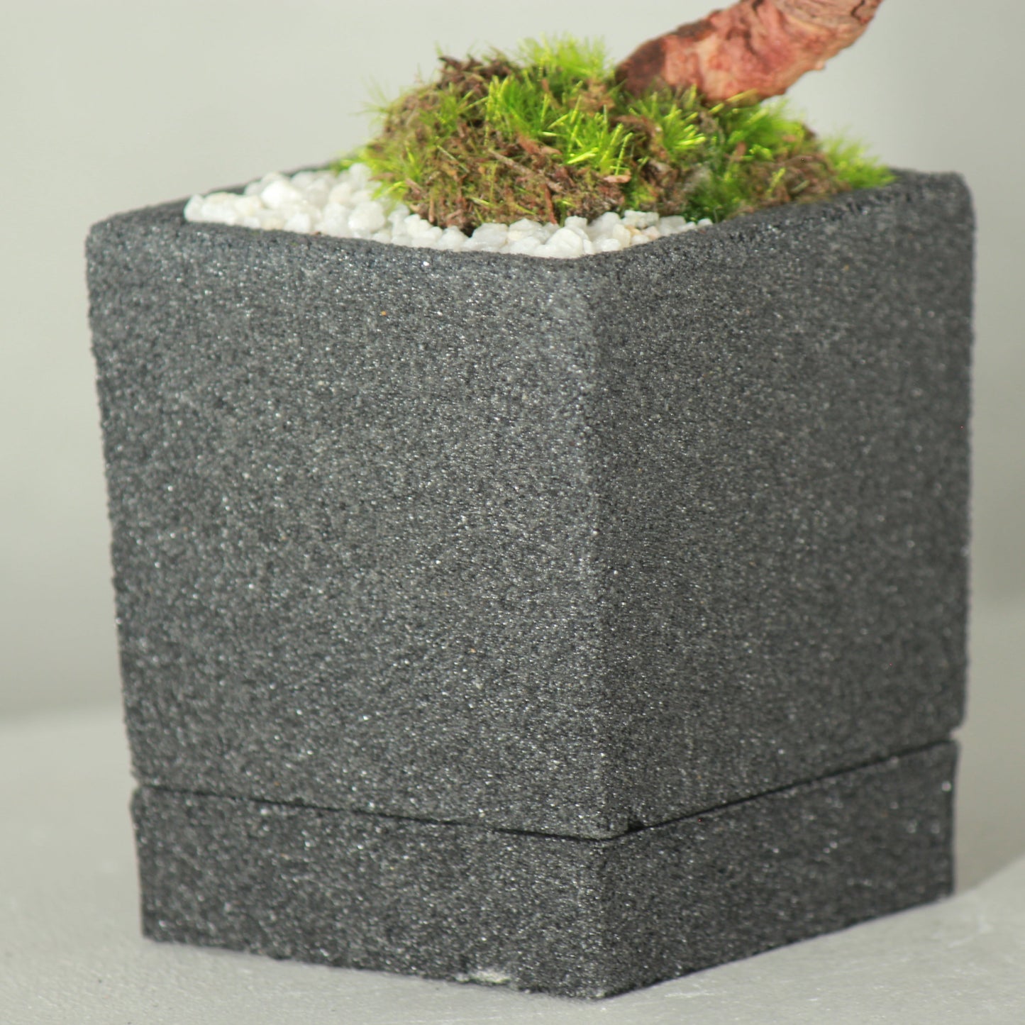 Tokocie BONSAI mini 黒松