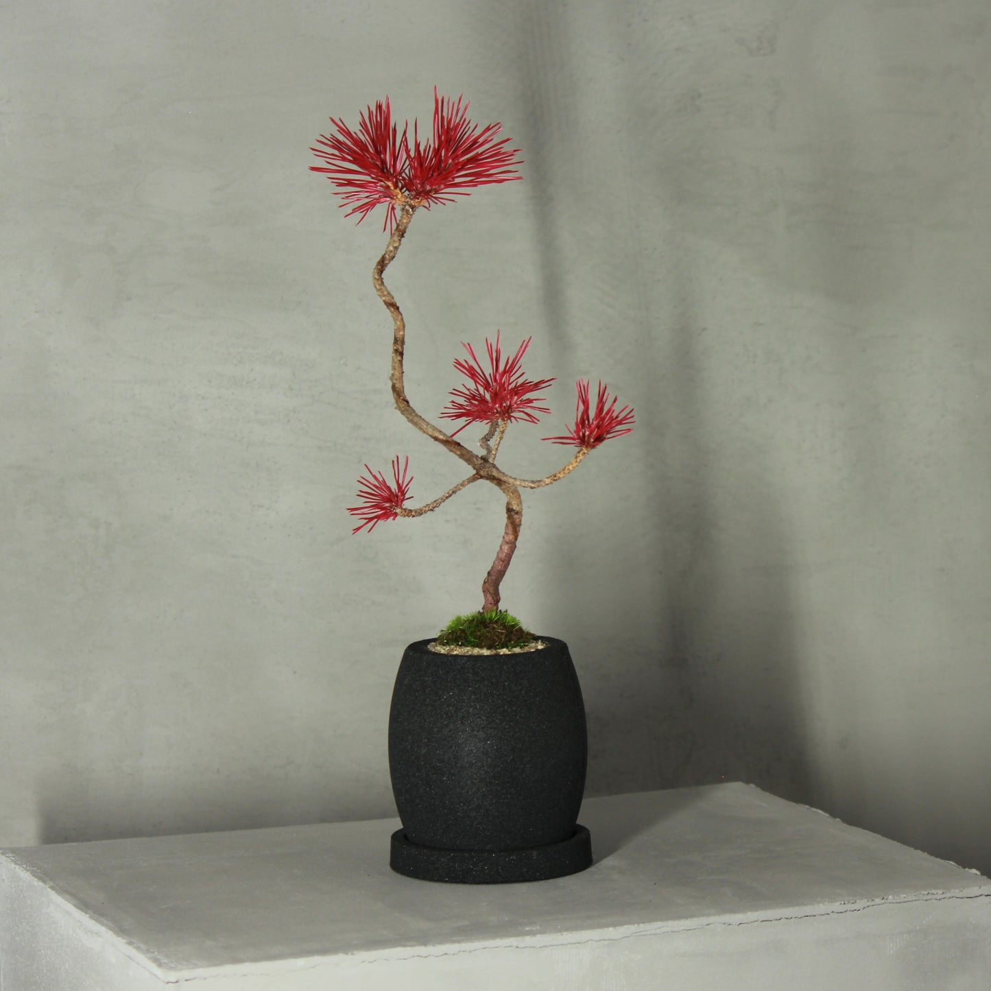 Tokocie BONSAI 黒松