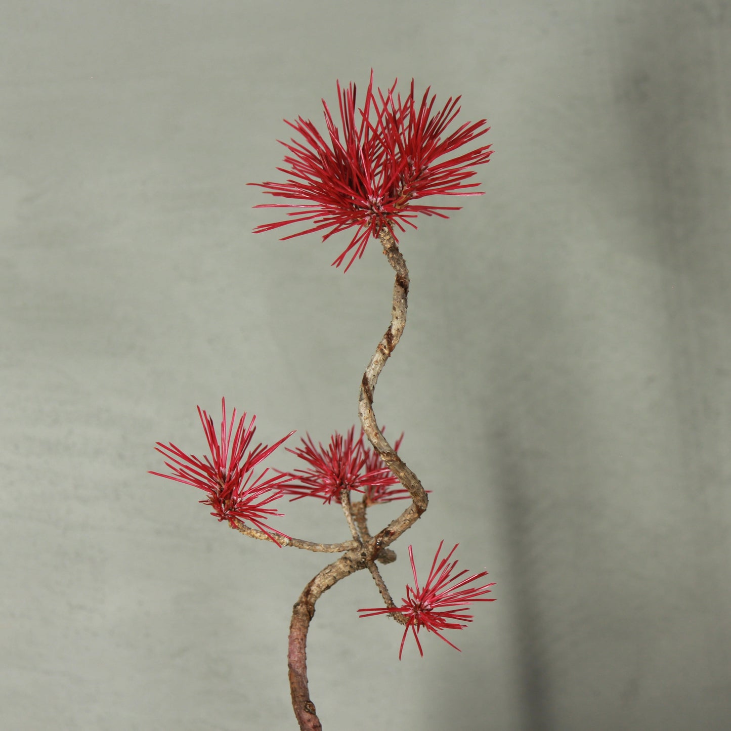 Tokocie BONSAI 黒松