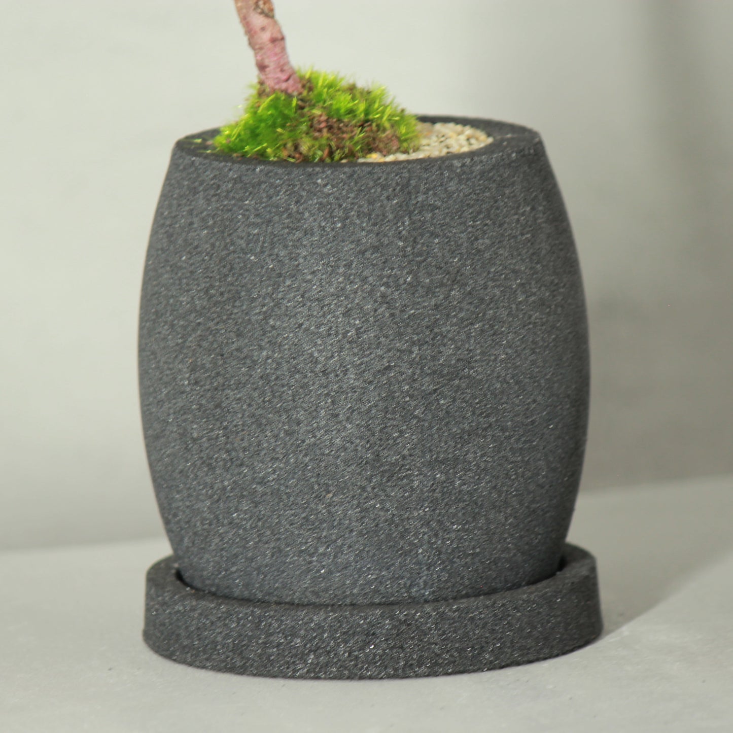 Tokocie BONSAI 黒松