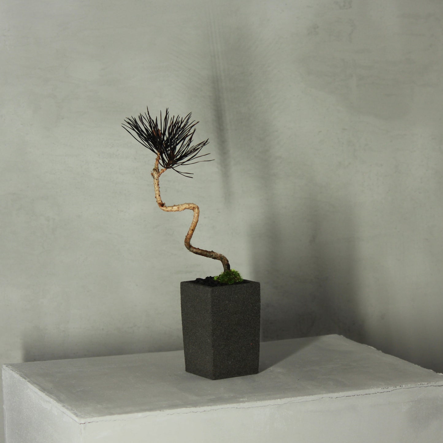 Tokocie BONSAI 赤松