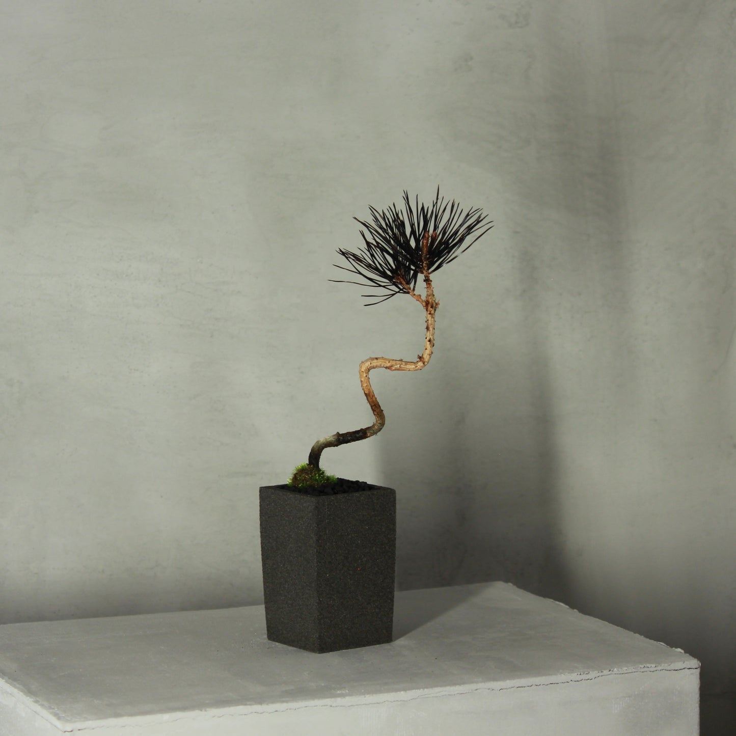 Tokocie BONSAI 赤松