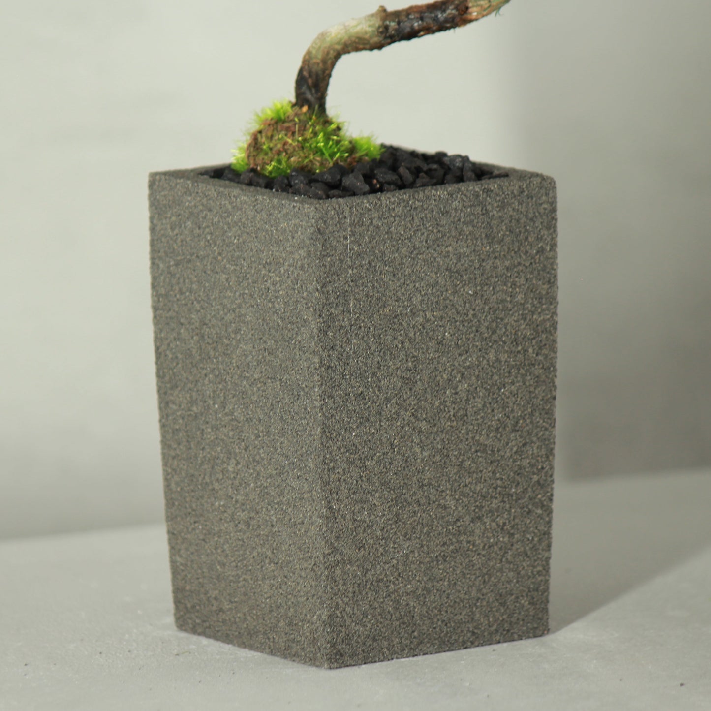 Tokocie BONSAI 赤松