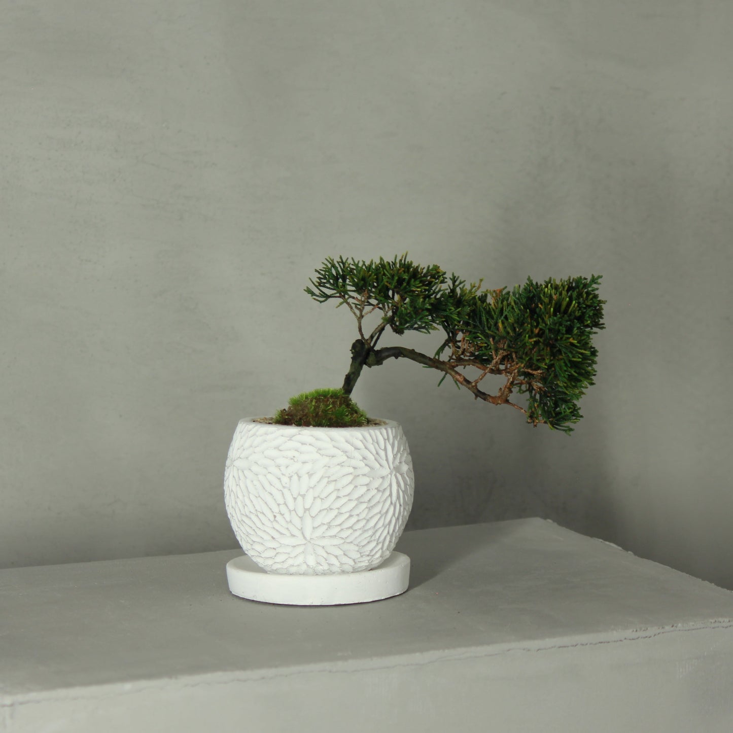 Tokocie BONSAI 真柏