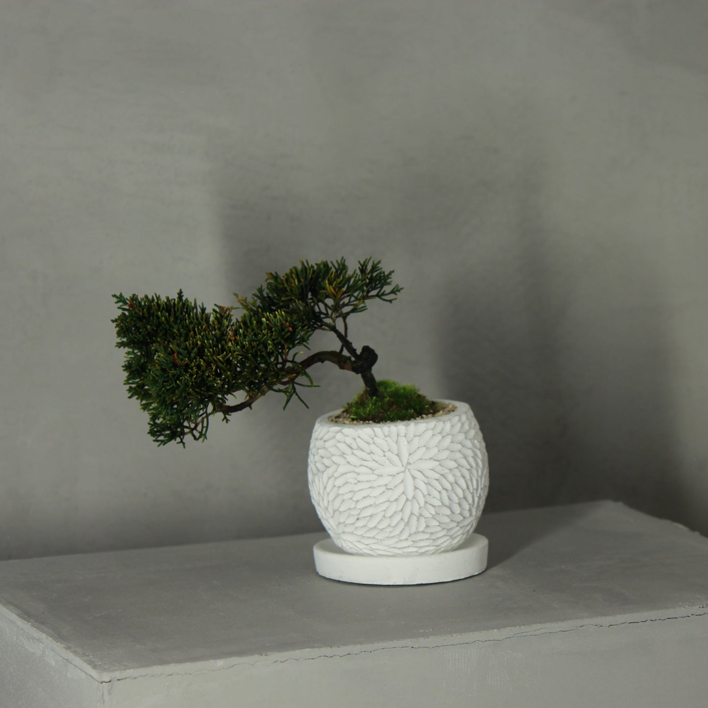 Tokocie BONSAI 真柏