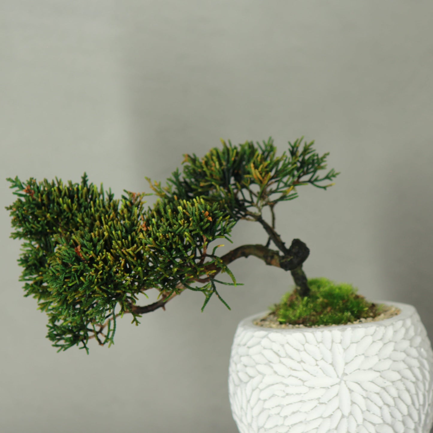 Tokocie BONSAI 真柏
