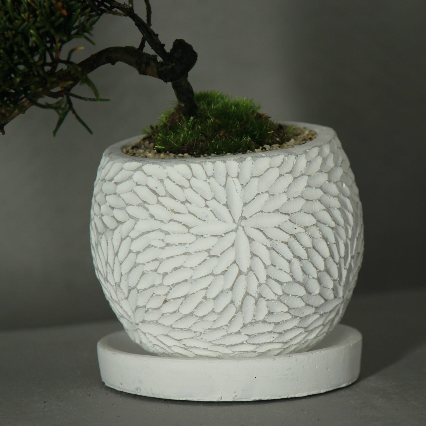Tokocie BONSAI 真柏
