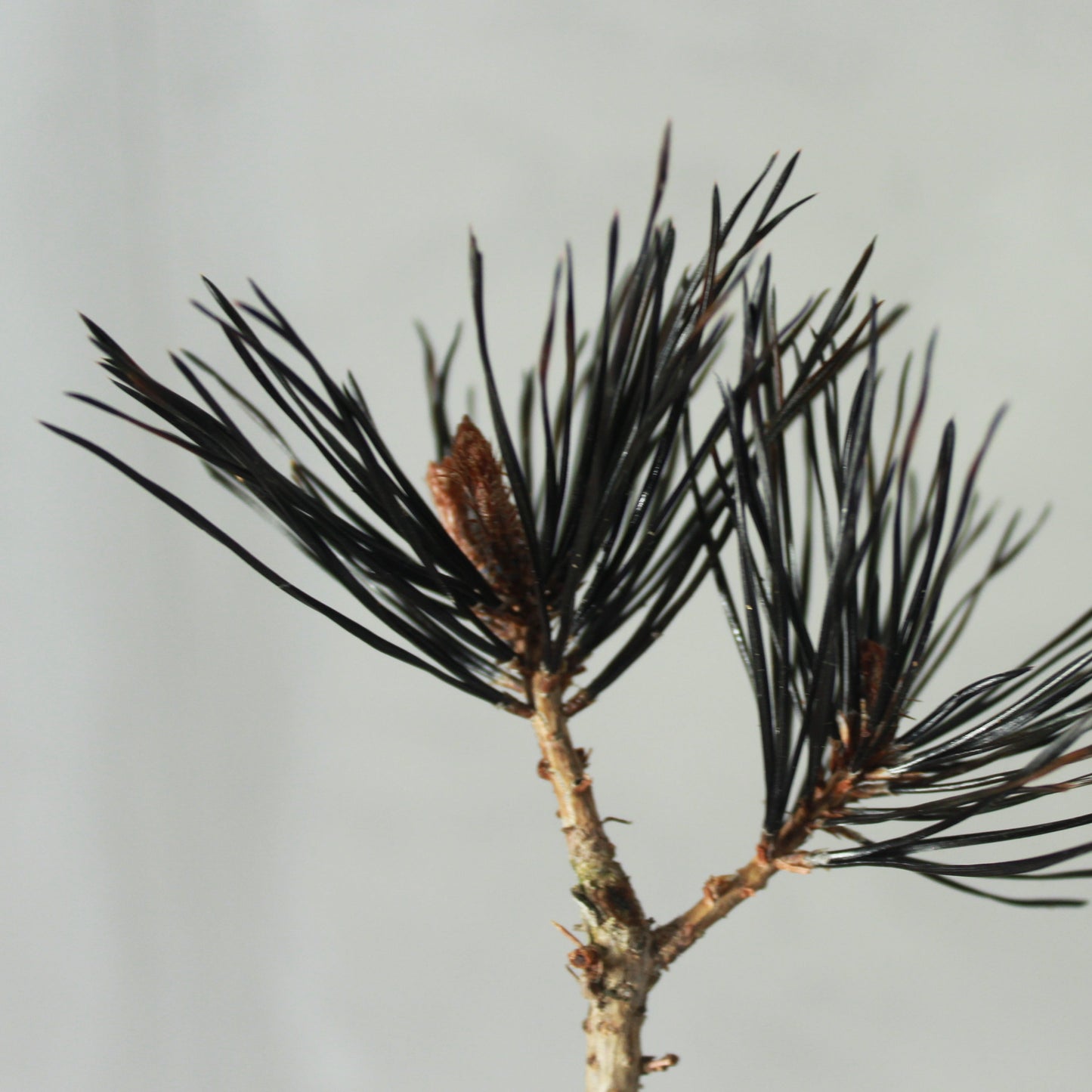 Tokocie BONSAI 赤松