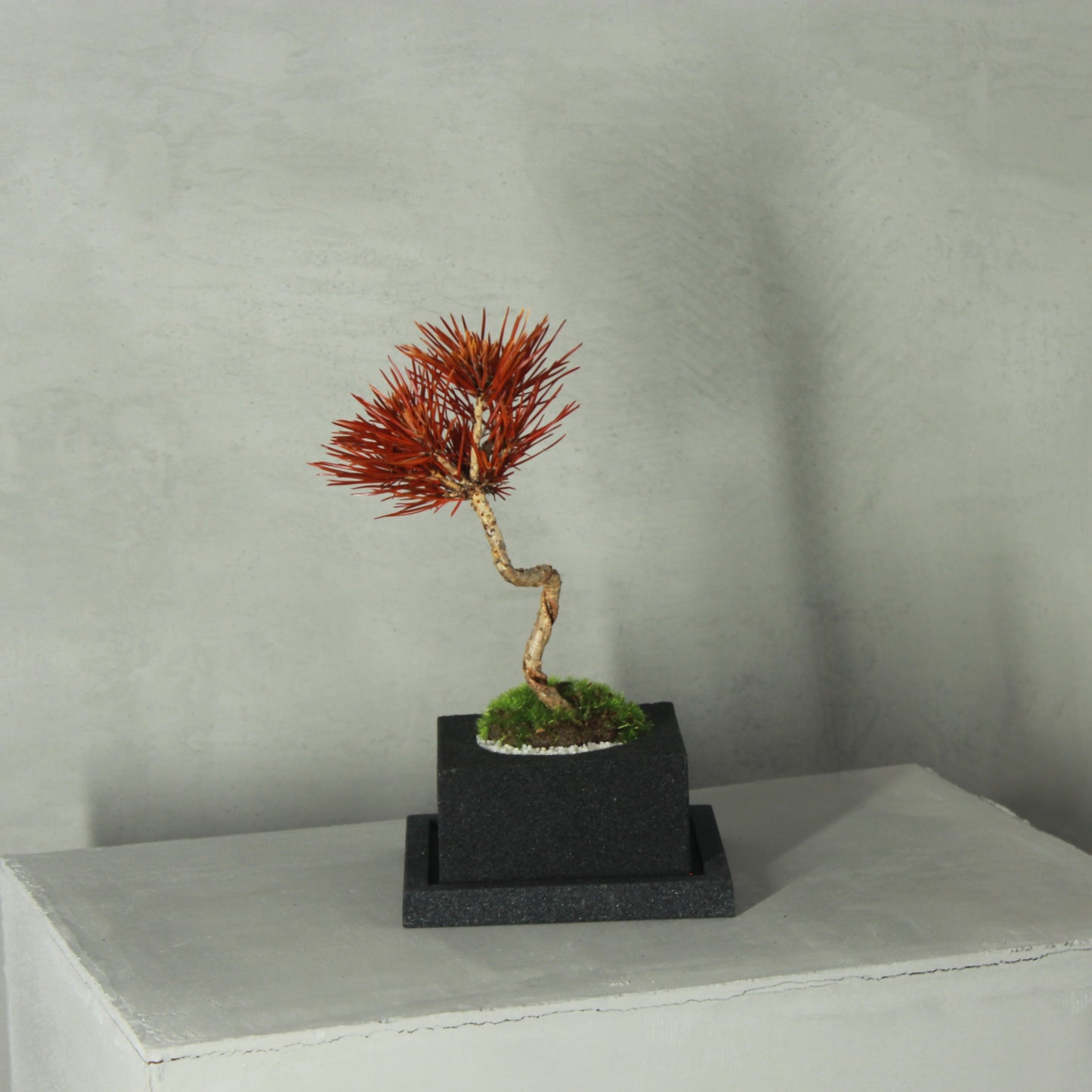 Tokocie BONSAI 黒松