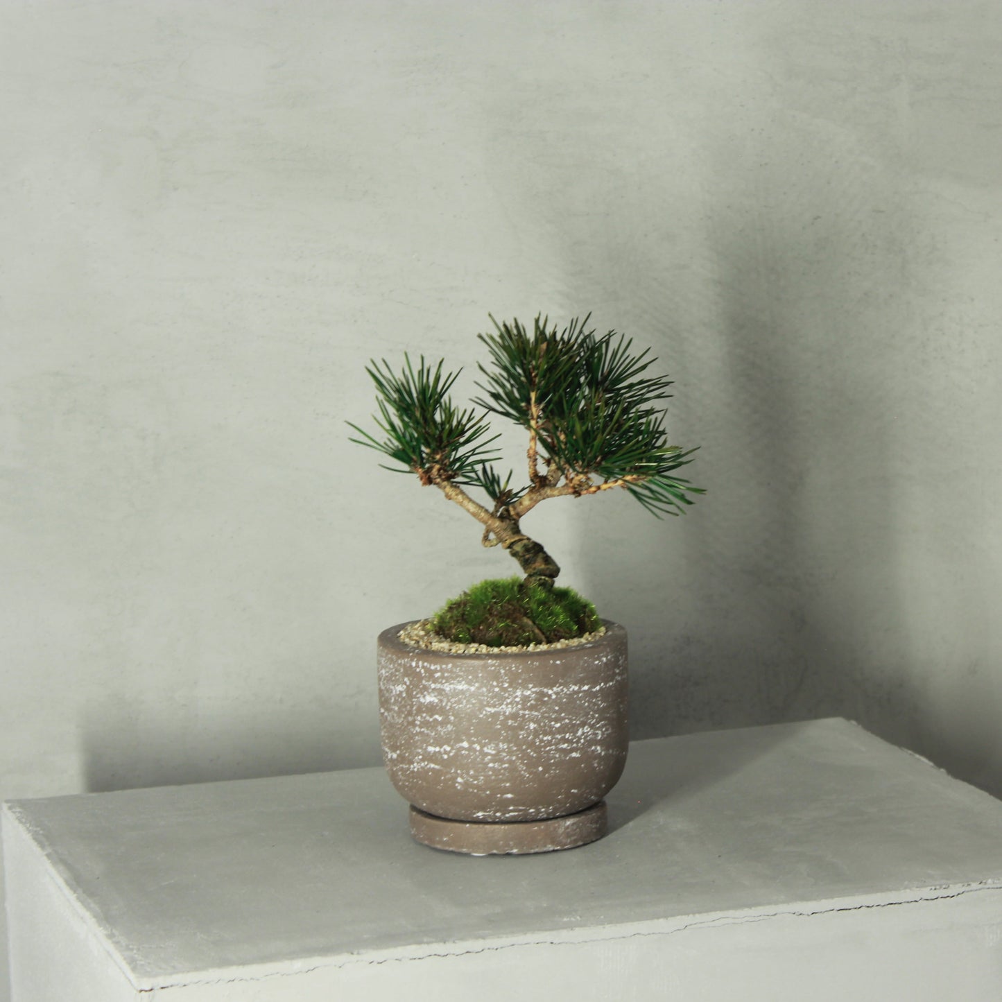 Tokocie BONSAI 黒松