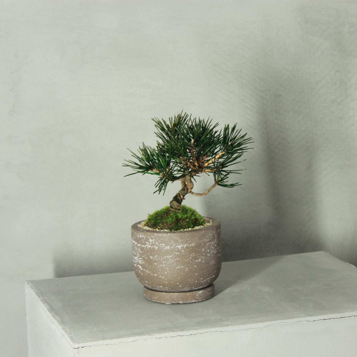 Tokocie BONSAI 黒松