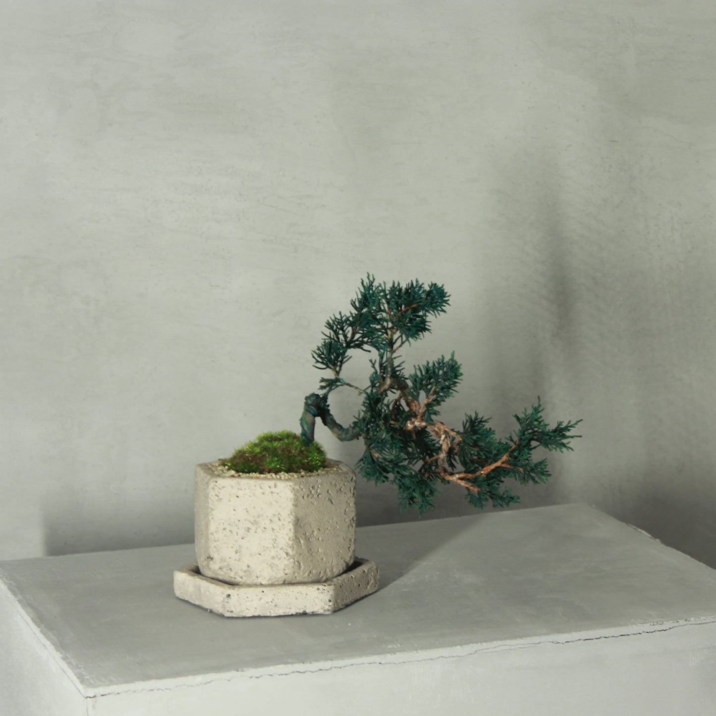 Tokocie BONSAI 真柏