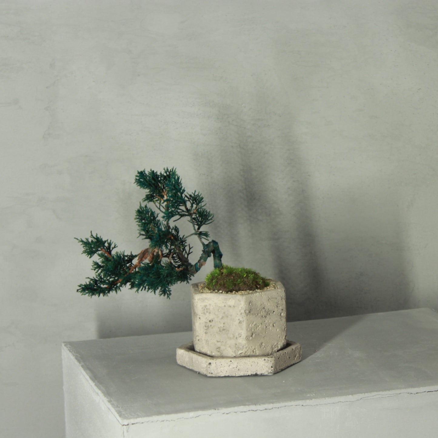 Tokocie BONSAI 真柏