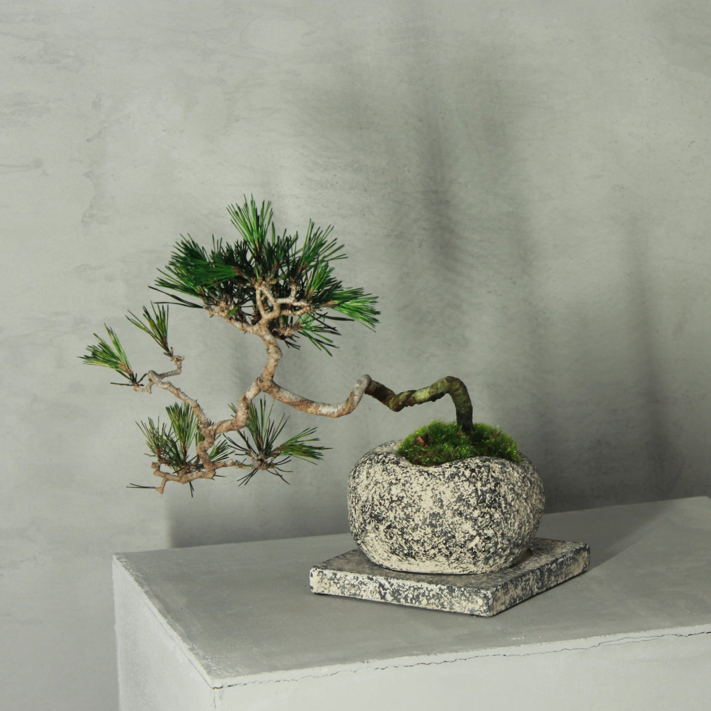 Tokocie BONSAI 赤松