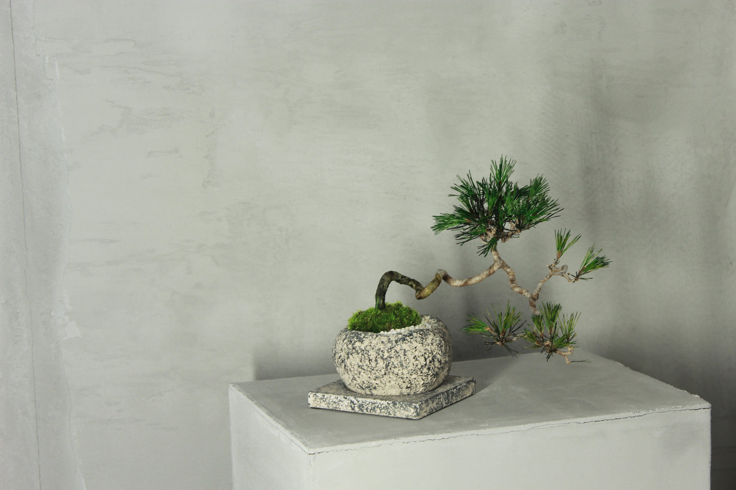 Tokocie BONSAI 赤松