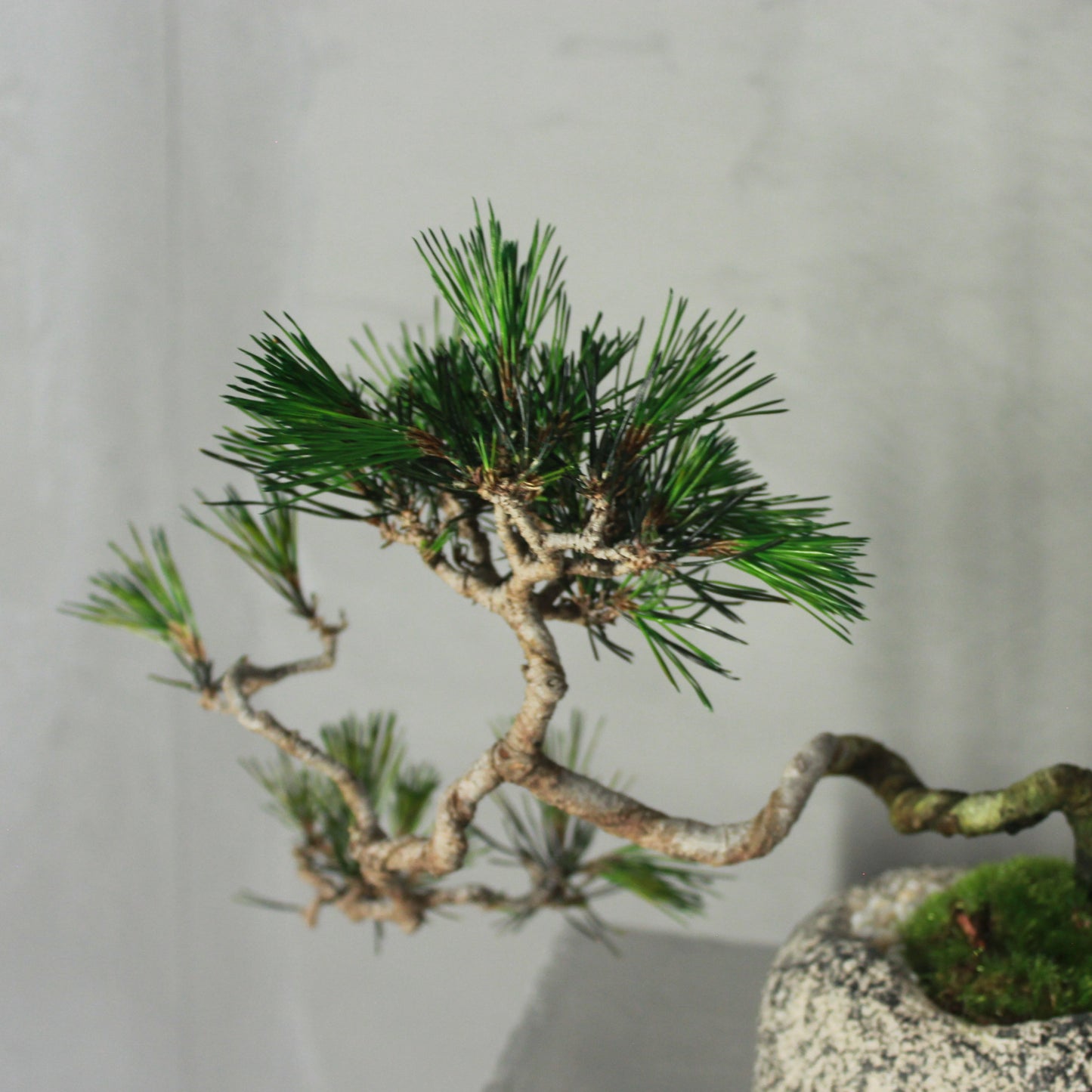 Tokocie BONSAI 赤松