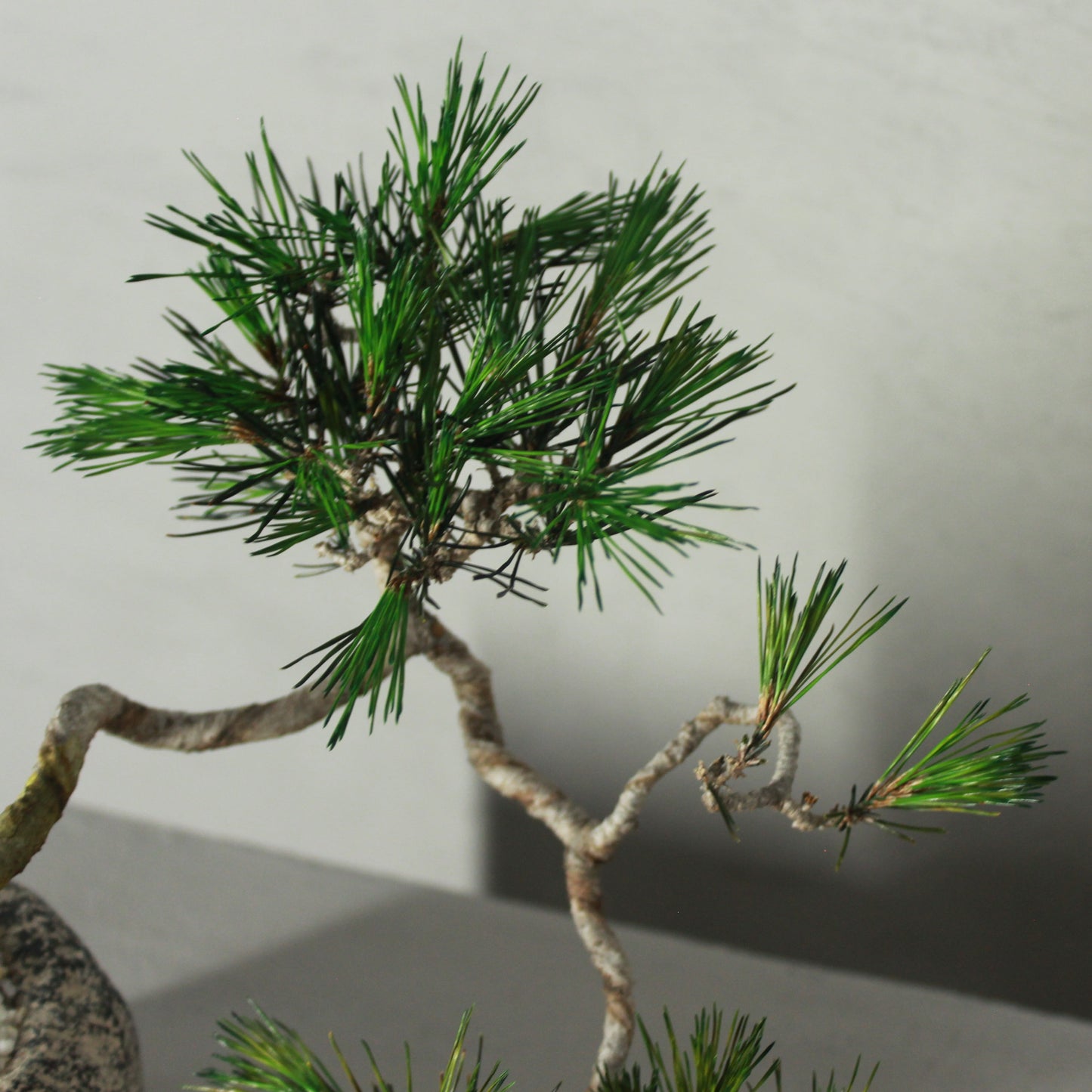 Tokocie BONSAI 赤松